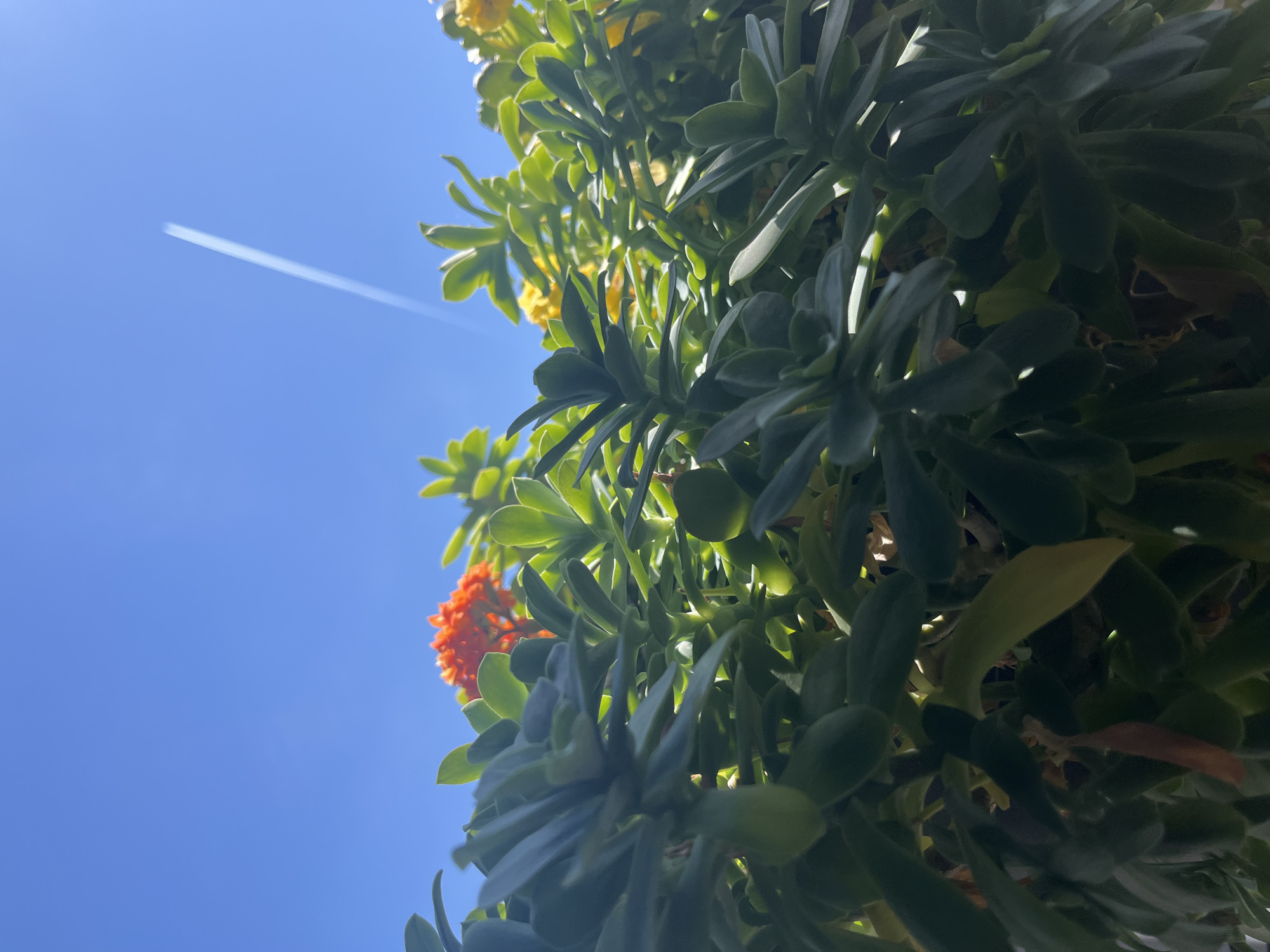 A low-angle shot shows a cluster of green succulents with orange and yellow flowers against a bright blue sky with a contrail. The location is not identifiable as Budva, Montenegro.