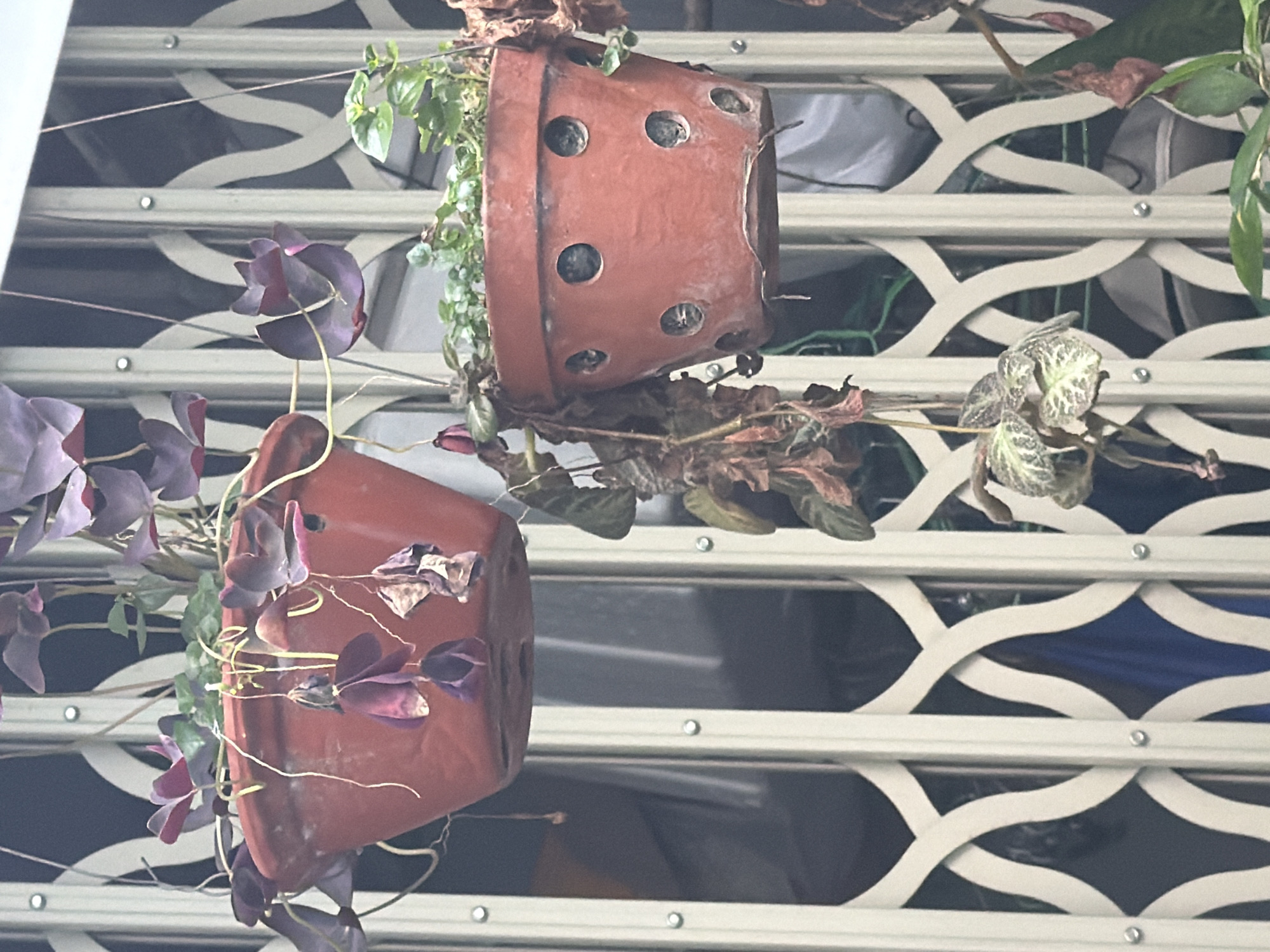 The image depicts two terracotta hanging planters filled with plants, suspended in front of a cream-colored metal accordion gate. The planter on the left contains plants with deep purple, heart-shaped leaves, some of which appear wilted. Yellowish vines hang down from this planter. The planter on the right has smaller green leaves and also exhibits some dried, brown plant matter hanging from it. The metal gate is the predominant background element, with its interlocking diamond shapes creating a patterned effect. The scene appears to be an outdoor setting, possibly a balcony or window, in Bac Nha Trang Ward, Vietnam.