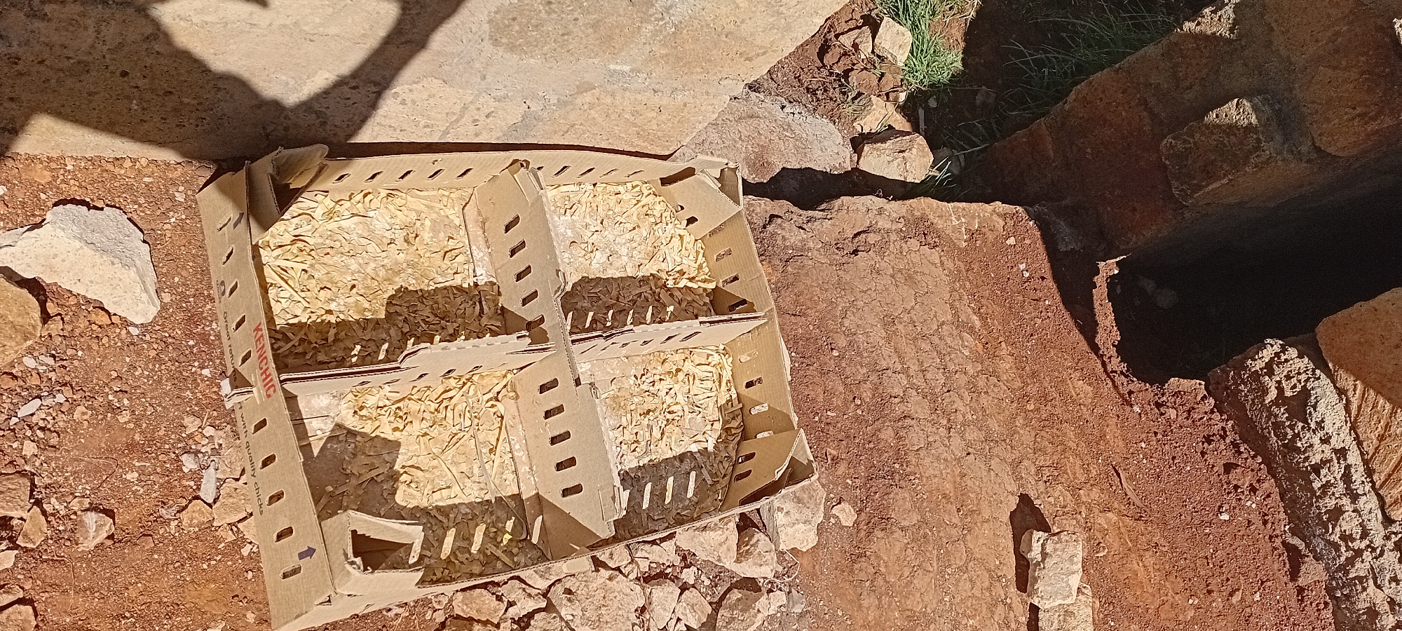 A top-down shot shows a cardboard box containing four compartments filled with wood shavings, placed on reddish-brown soil. The box is positioned in what appears to be an outdoor environment, with rough-hewn stone structures and some green vegetation visible in the background. The lighting suggests it is daytime, casting shadows across the scene. The box has ventilation holes and text that reads "KENCHIC." This scene is located in Kijabe ward, Kenya.
