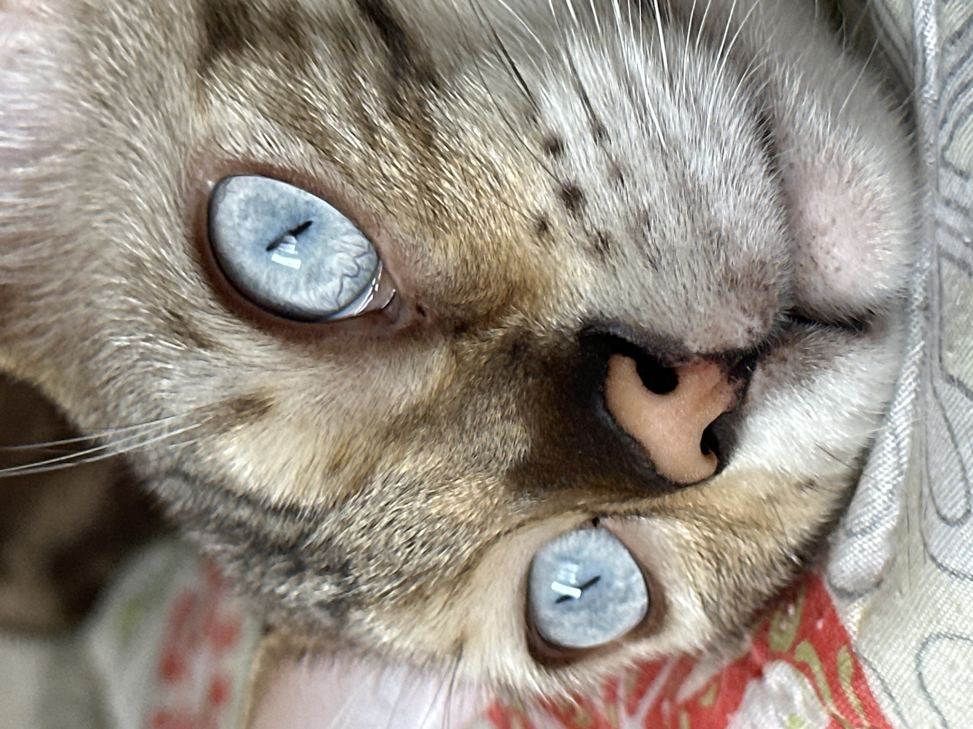 A close-up, eye-level photograph captures the face of a domestic cat with striking blue eyes. The cat's fur is a mix of grey and brown tabby markings. Its nose is a light pink color. The cat is lying down, with its head tilted slightly to the right. The background is blurred but appears to be a soft surface with a pattern, possibly a blanket or bedding. There are no discernible human subjects or actions. The image does not contain any information about the city of Energetik, Russia.