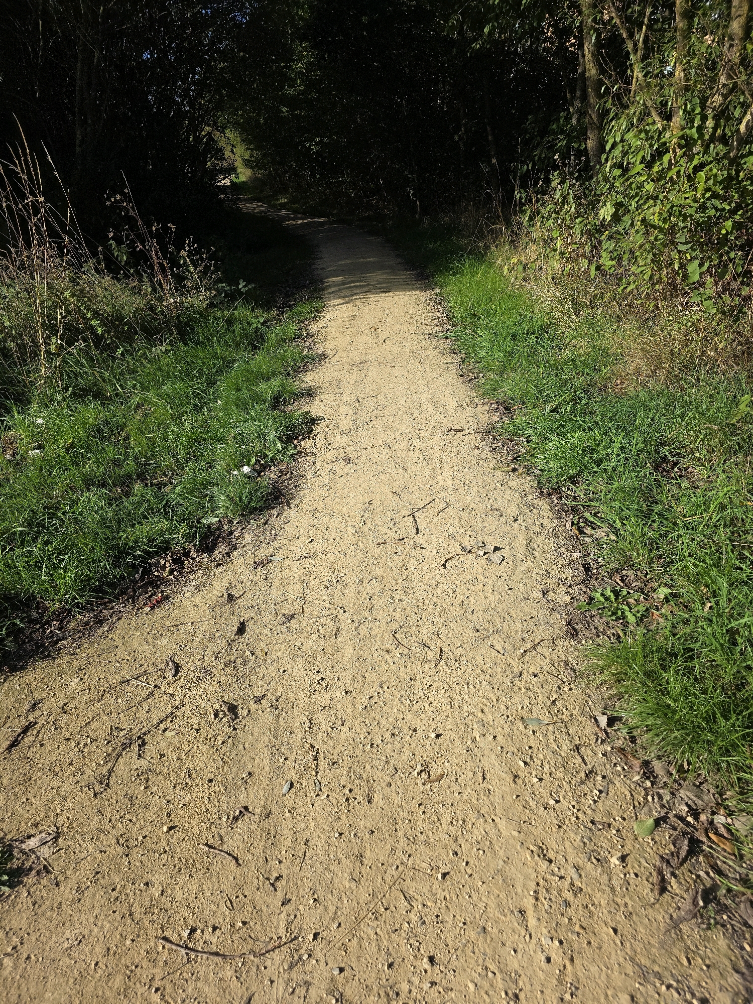 A sandy path winds through a wooded area. The path is well-maintained and appears to be made of fine gravel or compacted sand. Lush green grass lines the left and right sides of the path, and the trees overhead create a dappled canopy of light and shadow. The scene is peaceful and natural, suggesting a park or nature reserve. The image does not contain any people or specific objects that would indicate a particular location within Stockton-on-Tees, United Kingdom, beyond the general description of a wooded path.