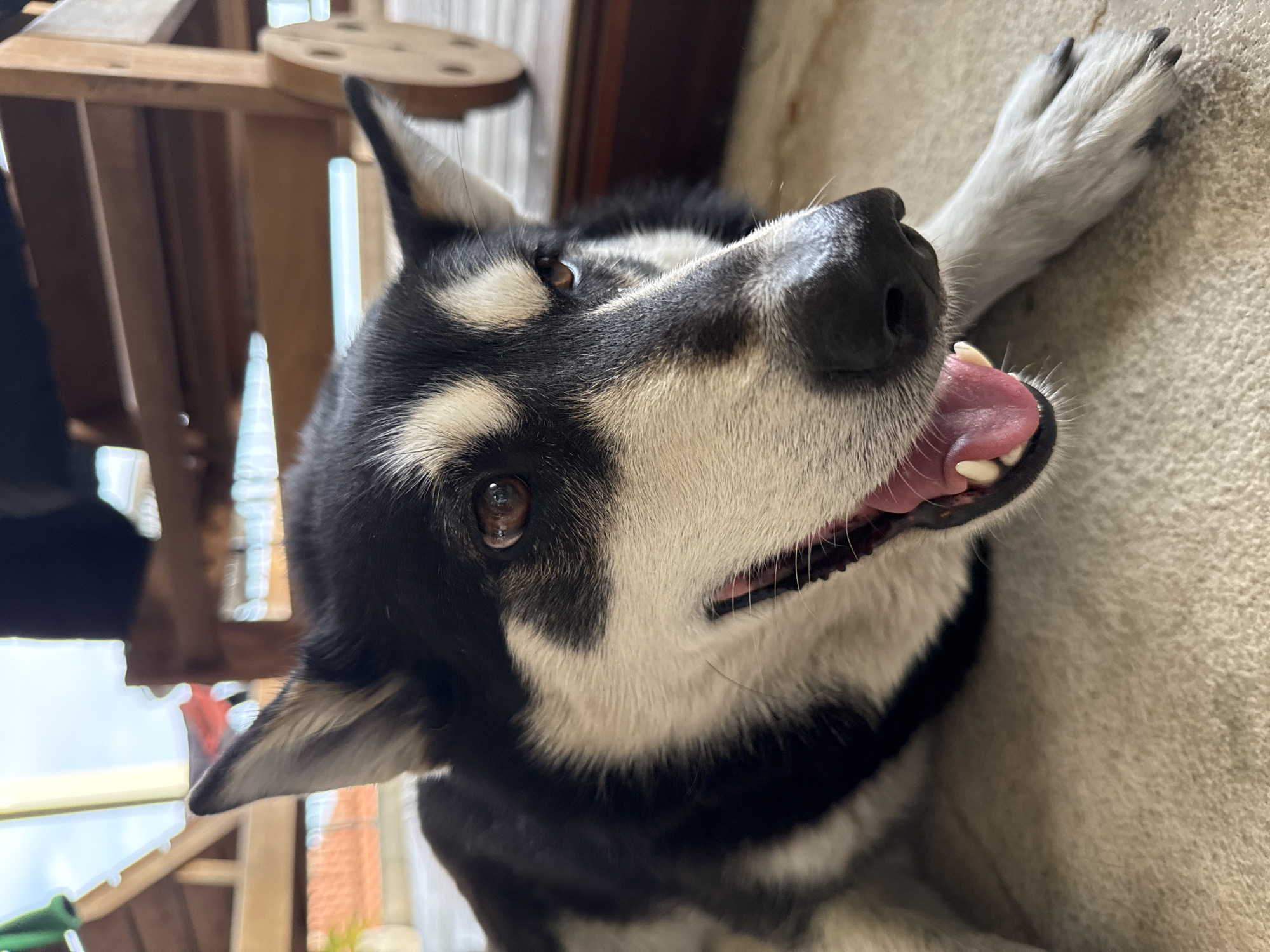 The image depicts a close-up of a black and white dog, possibly a husky mix, lying on what appears to be a beige indoor surface. The dog has its mouth open, showing its tongue and teeth. Its eyes are visible and appear to be brown. The background is partially blurred, showing what looks like a wooden structure. The location, Trebesin, Montenegro, cannot be confirmed from the image alone.