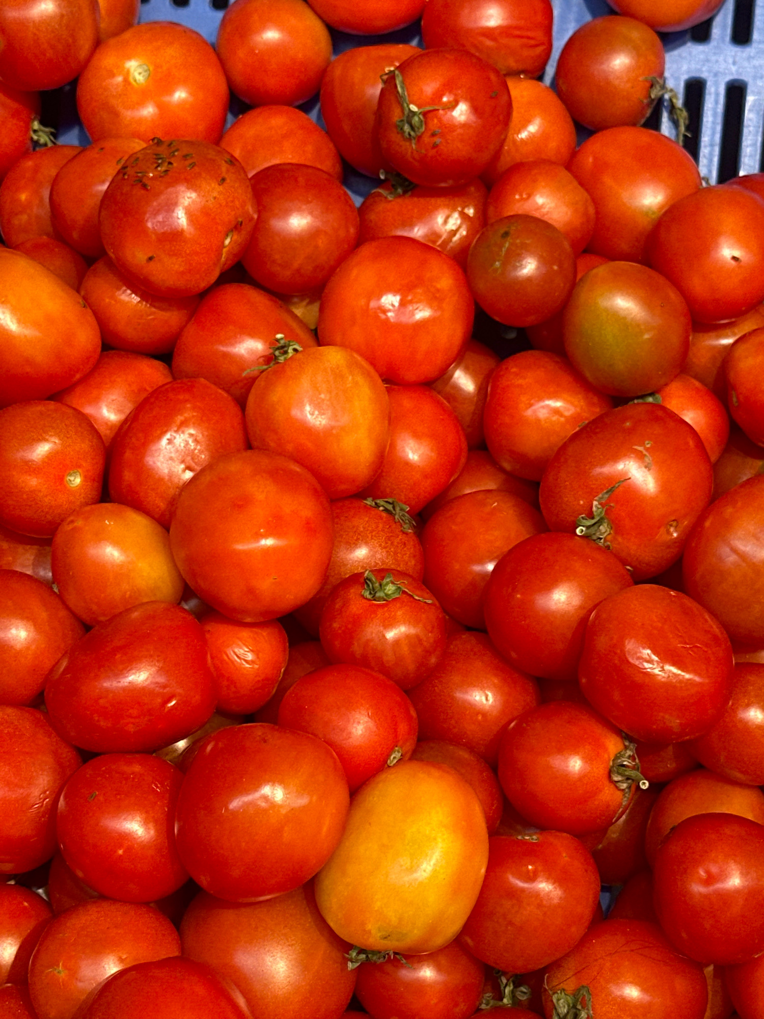A close-up, overhead shot displays a large pile of ripe, red tomatoes, some with a slight orange hue, filling the frame. The tomatoes are round to oval in shape and vary in size. Some of the tomatoes are smooth and glossy, while others show imperfections like small brown spots or dried stems. A hint of a blue plastic crate is visible at the top of the image. The lighting is bright, casting soft shadows on the tomatoes. The context of Lalitpur, Nepal, is not discernible from the image itself; it is a neutral, food-related scene.