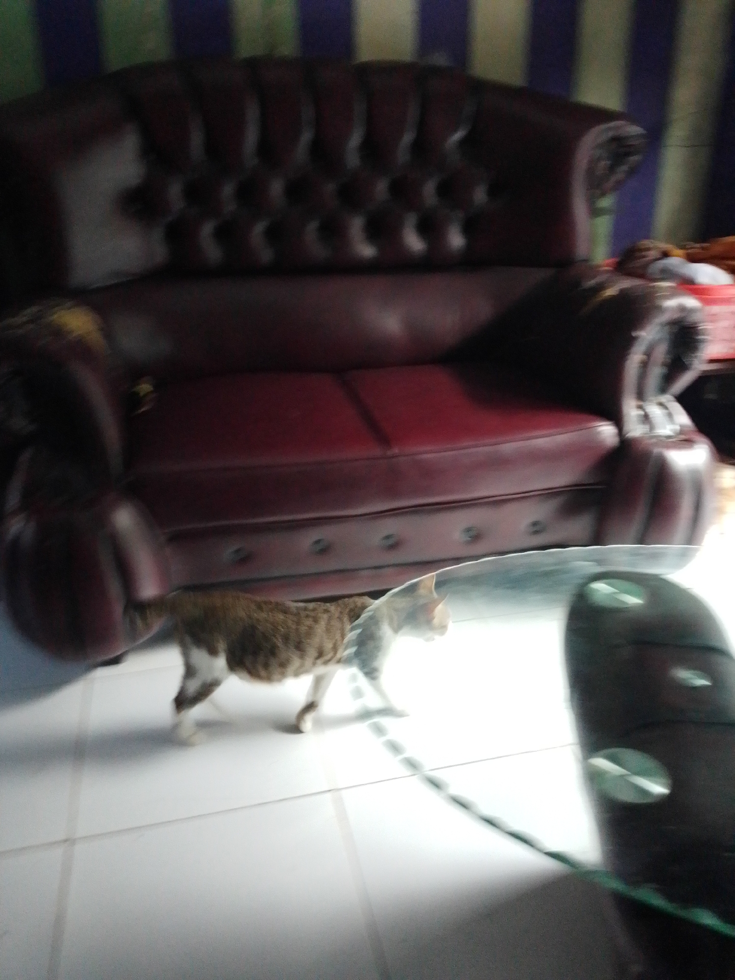 In Panyingkiran, Indonesia, a brown and white cat walks across a tiled floor in front of a dark red, tufted leather sofa. The sofa has a distinctive buttoned back and armrests. Behind the sofa, striped wallpaper in shades of purple, green, and blue is visible. The scene is partially obscured by a dark, reflective surface in the foreground, possibly a table or shelf, which distorts the image.