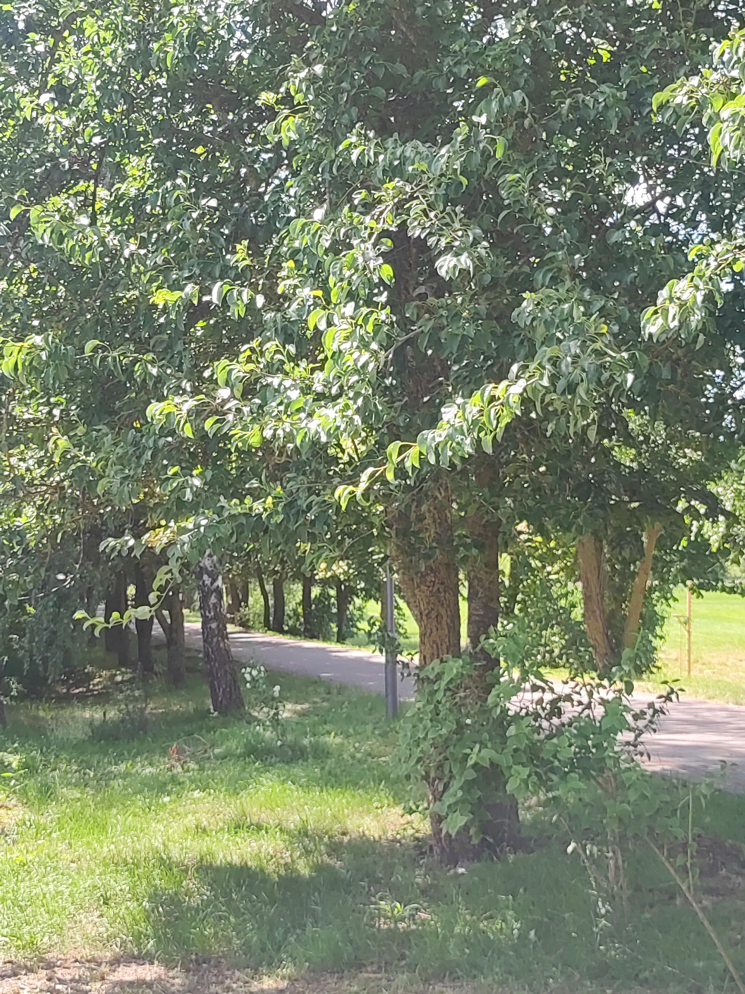 The image captures a sun-dappled pathway lined with mature trees in the Квасоўскі сельскі Савет, Belarus. The pathway, appearing to be made of asphalt, curves gently into the distance, bordered on one side by lush green grass and on the other by the dense foliage of the trees. The trees exhibit thick trunks and a canopy of vibrant green leaves, with sunlight filtering through, creating areas of light and shadow. The ground cover in the foreground is a mix of grass and some smaller bushes. The overall impression is one of a serene, natural setting within a park or rural area. There are no people or animals visible in the frame.
