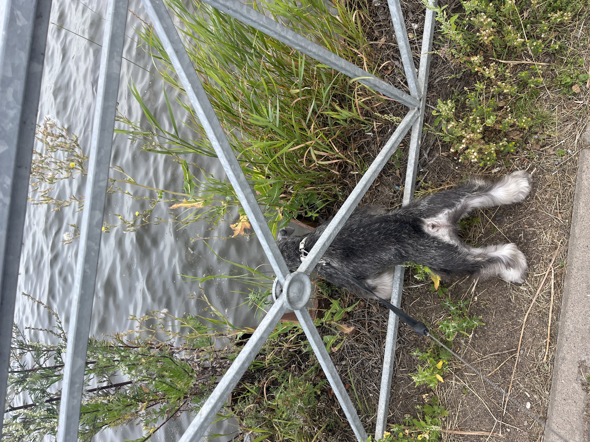 A miniature schnauzer dog with a black and gray coat is shown from behind, with its head down, sniffing the ground near a metal fence. The dog is wearing a white collar and a black leash. It is standing on dry grass and dirt next to a body of water. The water appears calm with some ripples. Green vegetation and some dry plants grow along the edge of the water. The fence is made of silver-colored metal bars, with a diamond pattern in its construction. The scene suggests an outdoor setting, possibly a park or waterfront area in Saint Petersburg, Russia, given the mention of Saint Petersburg in the prompt, but the visual details alone do not confirm this location. The overall lighting suggests an overcast day.