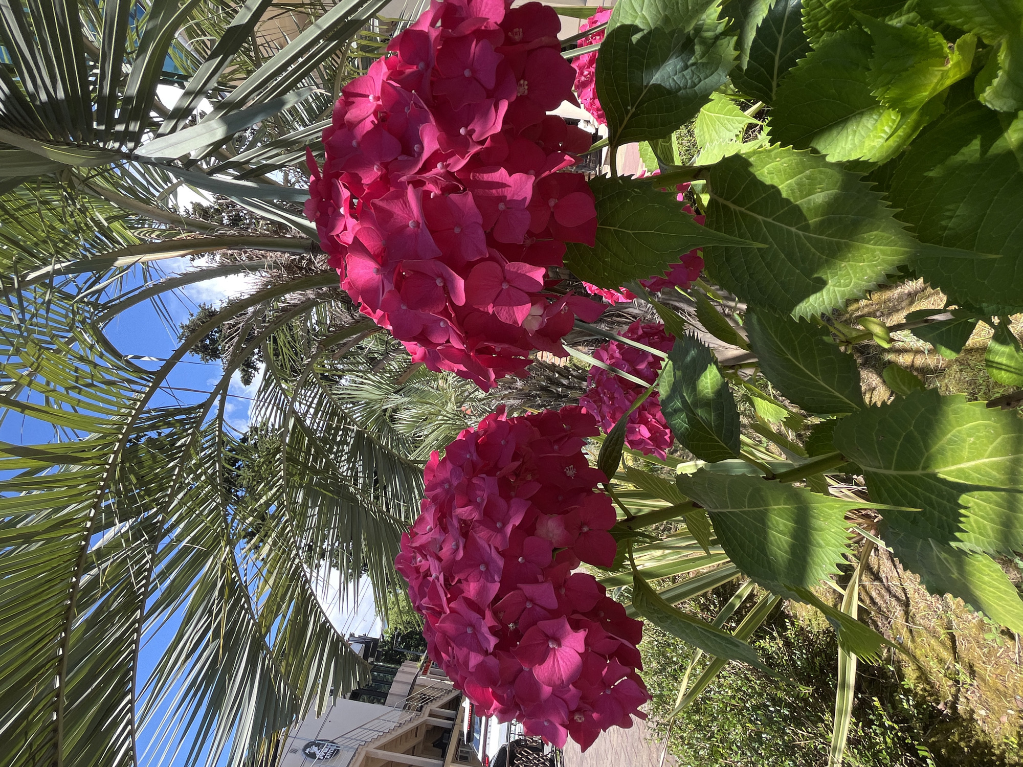The image captures a close-up view of vibrant pink hydrangeas in full bloom, set against a backdrop of lush green palm fronds and a clear blue sky. Sunlight filters through the palm leaves, casting dappled shadows on the flowers and surrounding foliage. In the background, a building with balconies and a car parked on a paved area are visible, suggesting an urban setting. The hydrangeas, with their dense clusters of petals, are the primary focus, their rich color a stark contrast to the surrounding greenery. The overall scene evokes a sense of warmth and natural beauty, likely taken on a sunny day in a location like Sochi, Russia, known for its subtropical climate and abundant plant life.