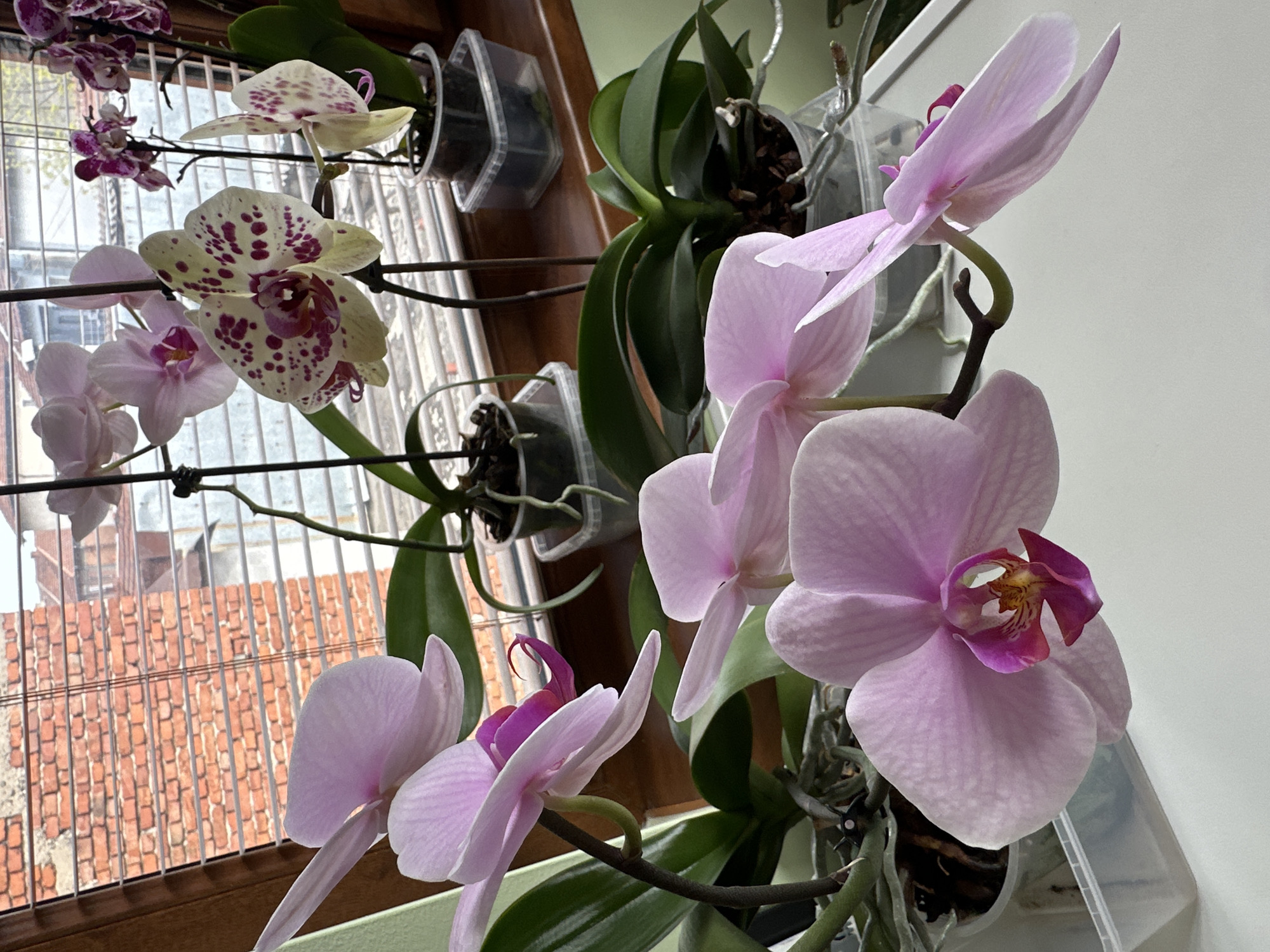 A close-up indoor shot depicts several orchids in various colors, including light purple and a speckled white and maroon variety. They are arranged near a window with a metal security grate, and a brick building is visible outside. The orchids are potted in clear plastic containers, some mounted on a dark wooden frame. The scene is well-lit, emphasizing the details of the flowers and their surroundings. The city of Montana, Bulgaria, is not visually discernible.