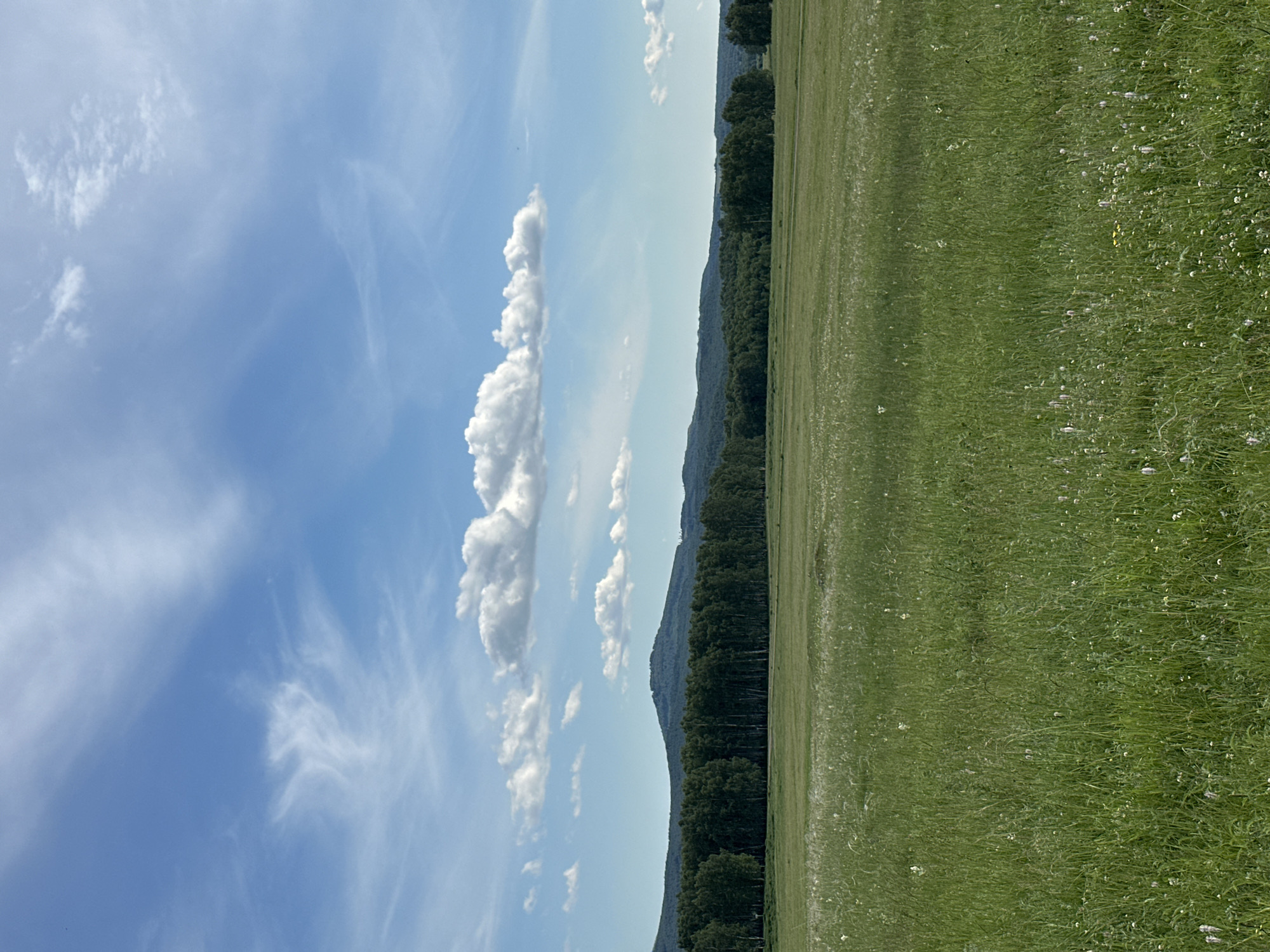 The image depicts a wide, green meadow under a bright blue sky with scattered white clouds. A dense line of dark green trees forms a natural barrier in the mid-ground, with a range of undulating, darker green hills or mountains visible behind the trees. The foreground is dominated by tall, lush grass, interspersed with small white and purple wildflowers and some wispy, white seed heads. The lighting suggests it is daytime, likely late morning or afternoon, with the sun casting soft shadows. The scene is natural and serene, conveying a sense of open space and rural tranquility. No people or man-made structures are visible in the image.