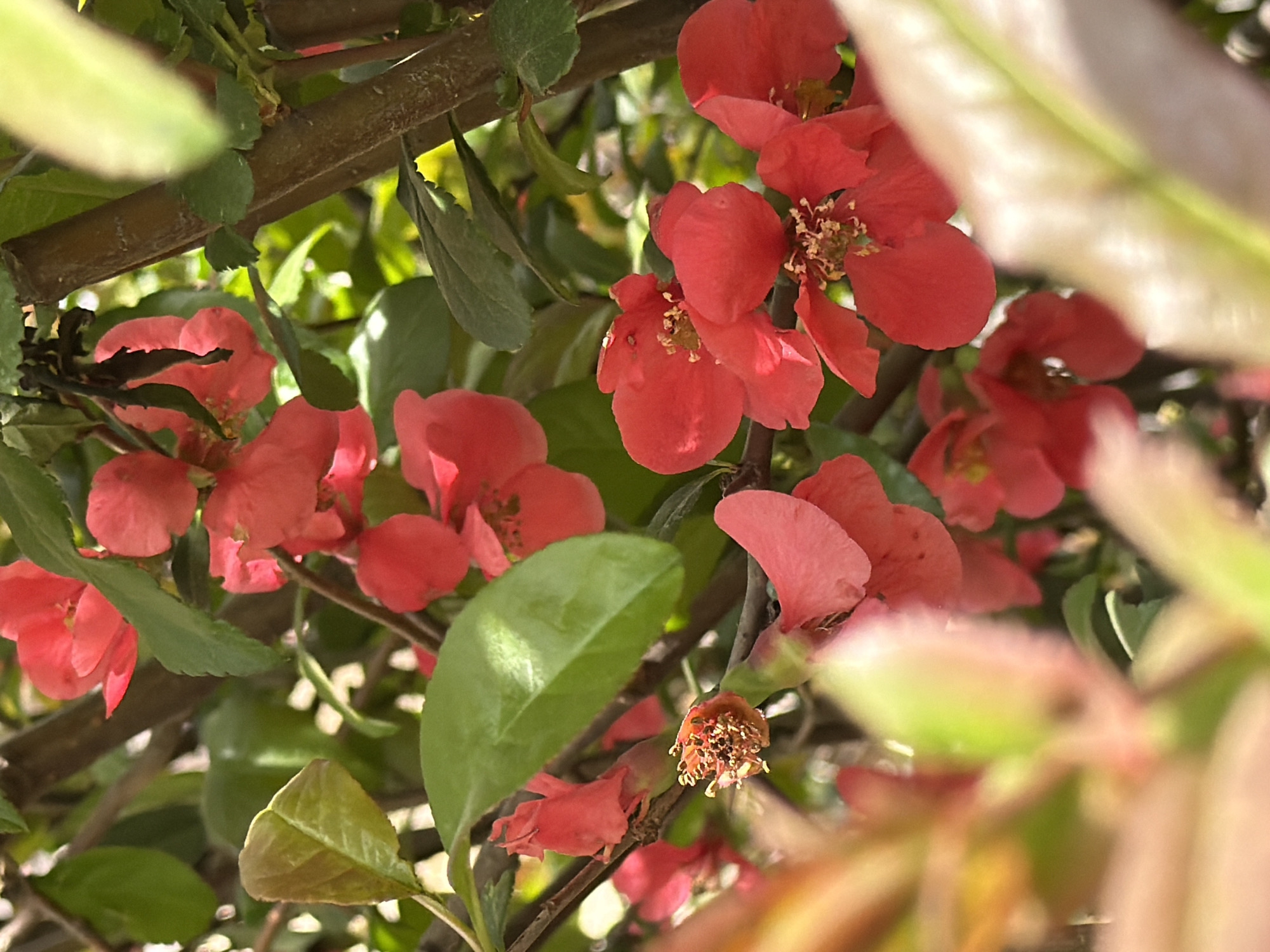 A vibrant close-up photograph captures a dense cluster of coral-pink to red flowers blooming on a bush. The flowers, likely from a flowering quince, feature five rounded petals and prominent centers filled with numerous yellow-tipped stamens. Several blossoms are in full bloom, showcasing their delicate structure, while others are seen as developing buds or appear to be past their prime, with dried remnants of stamens.
The flowers are set against a backdrop of lush green leaves, which vary in size and shape. Some leaves are sharply in focus, displaying their smooth texture, while others are softly blurred in both the foreground and background, creating a shallow depth of field and enhancing the focus on the blooming flowers. Brown, woody branches and stems interlace throughout the composition, supporting the foliage and blossoms.
The scene is bathed in bright, natural sunlight, which casts distinct highlights on the petals and leaves, suggesting a clear, sunny day. The lighting creates a dynamic interplay of light and shadow, adding depth and dimension to the floral display. There are no people or visible text in the image. The setting appears to be an outdoor garden or natural environment in Rossiyskiy, Russia.
