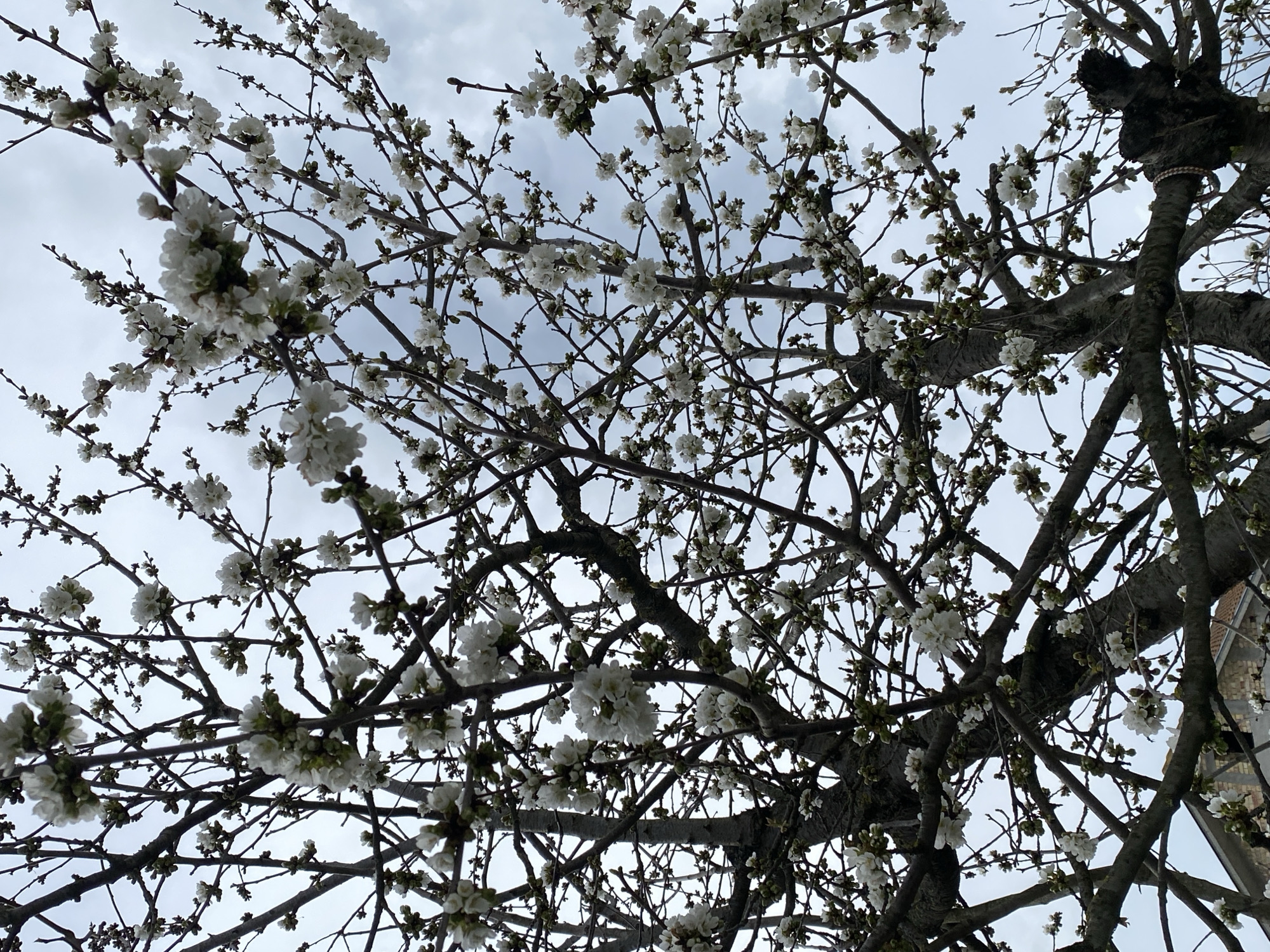 The image is a low-angle shot of a tree with white blossoms against a cloudy sky. The tree branches are bare except for the blossoms. The image was taken outdoors. The location is Konstantinovo, Bulgaria, based on the provided information.