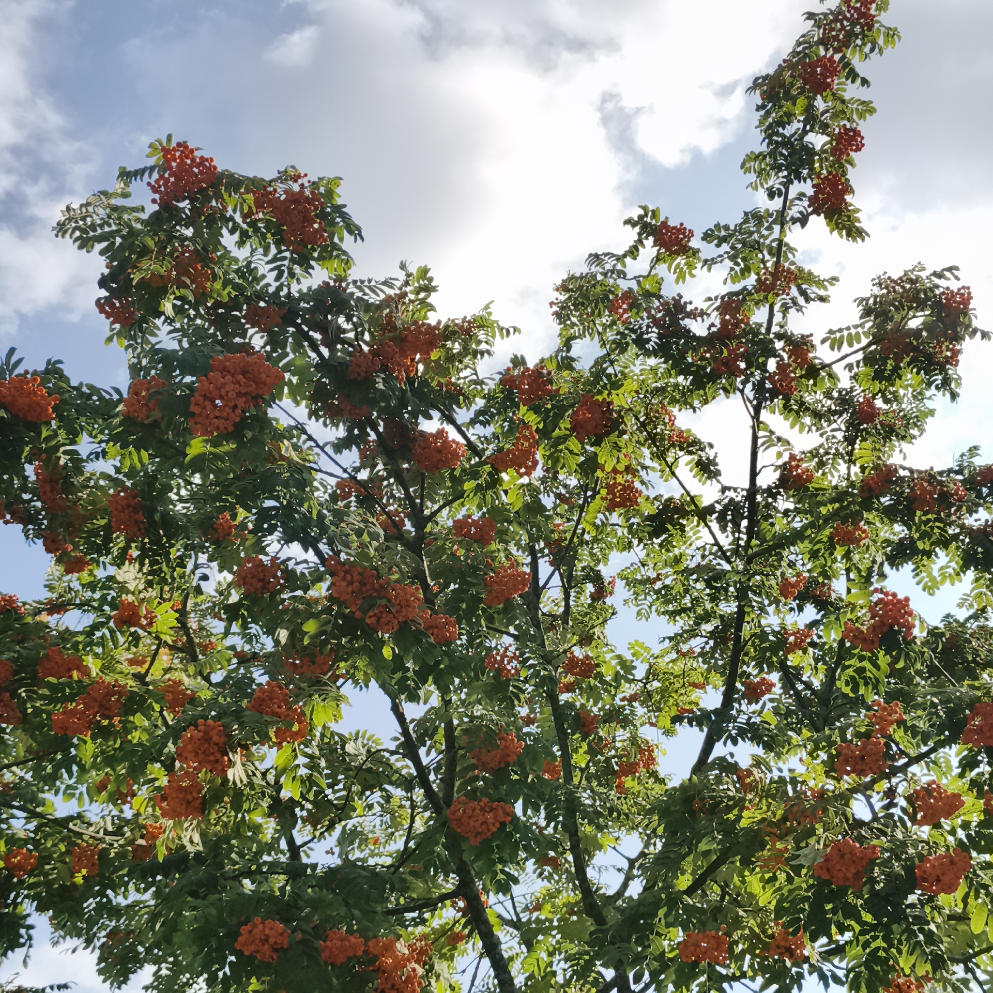 The image shows a close-up, low-angle view of a Rowan tree heavy with clusters of bright orange berries against a backdrop of a partly cloudy sky. The leaves are a vibrant green, and the branches of the tree are visible, some reaching upwards. The light suggests it is daytime, with sunlight filtering through the leaves and clouds. The scene is an outdoor, natural environment. There is no indication of the city of Chaikovsky, Russia, or any people or specific actions occurring within the frame.