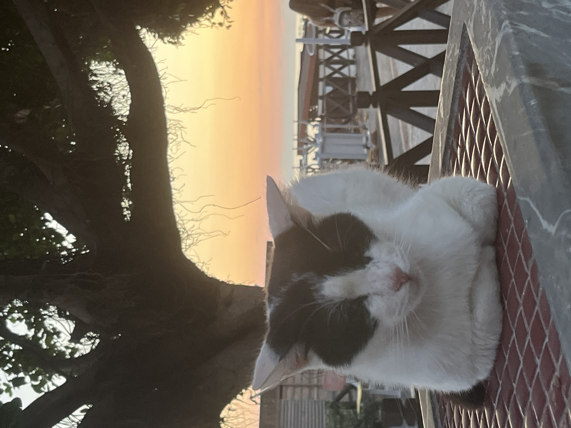 A cat is lying on a mesh surface. In the background, a tree is to the left, and a building is to the right. The sky is orange. The location is Alanya, Turkey.