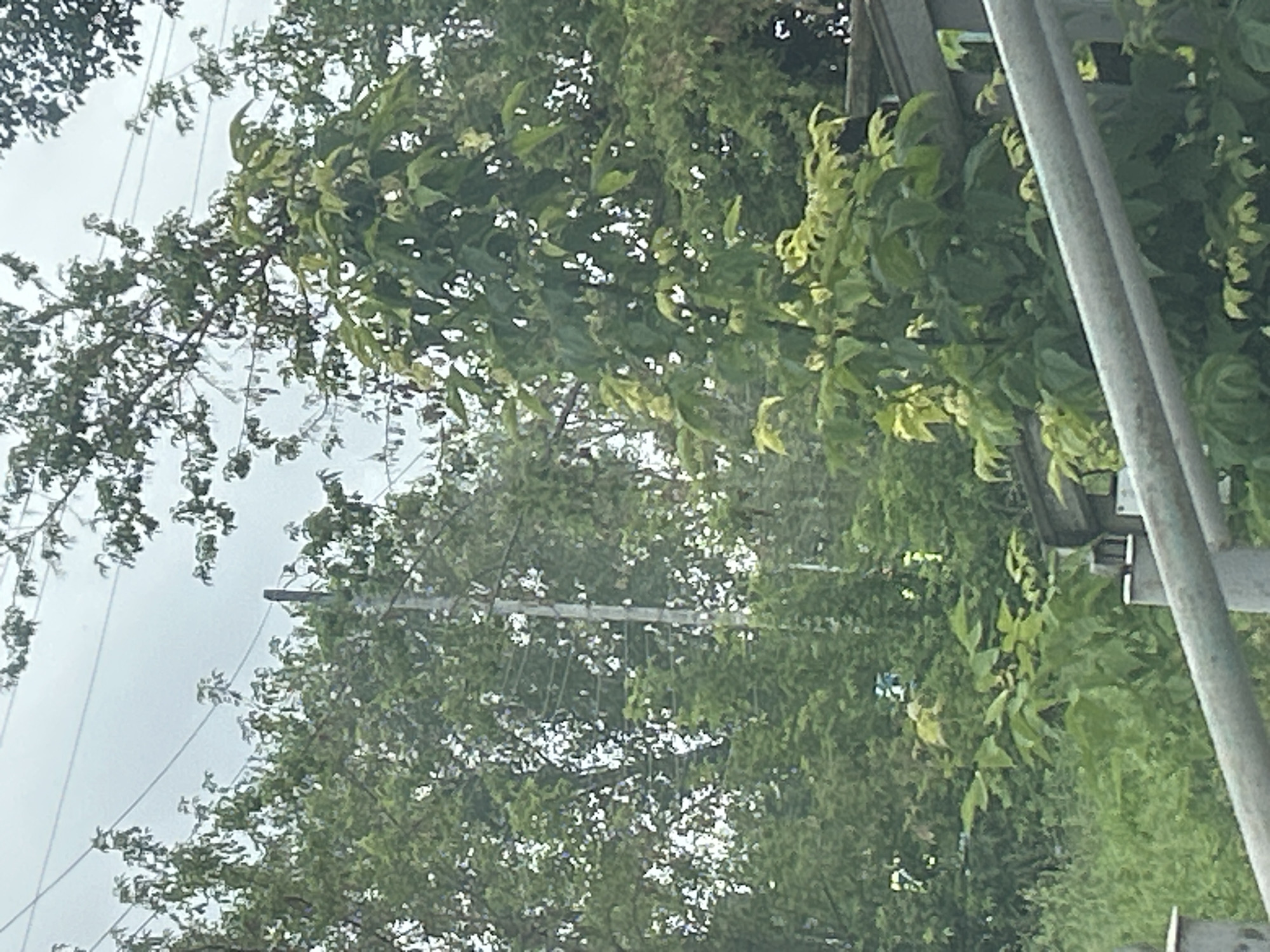 An outdoor, eye-level, full-shot photograph captures a utility pole situated amidst lush green foliage, with a dull gray sky overhead. The pole, made of dark wood or concrete, stands vertically in the center of the frame, supporting a network of thin, gray wires. These wires are spaced horizontally across the top portion of the image, disappearing into the dense trees on either side. The trees themselves are a mix of various shades of green, with some displaying lighter, brighter green leaves, suggesting new growth or a different species. In the foreground, a gray metal railing runs horizontally across the bottom of the image, partially obscuring the view of the lower branches and vegetation. The overall impression is one of a natural landscape dotted with man-made infrastructure.