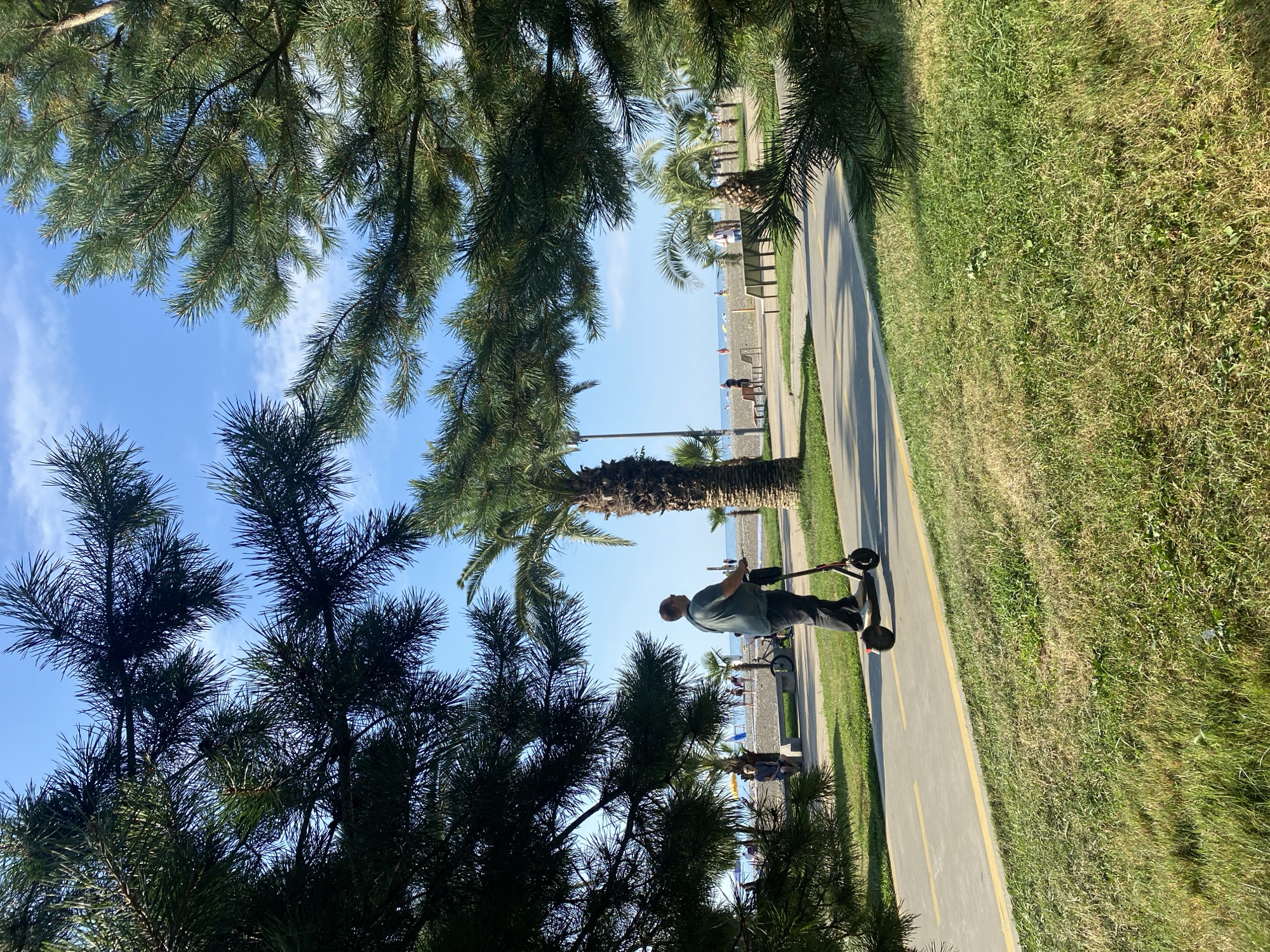 A man on an electric scooter is riding on a paved path adjacent to a grassy area, framed by pine branches in the foreground. The path runs parallel to a beach in Batumi, Georgia, visible in the background. Palm trees and people can be seen on the beach and promenade. The sky is clear blue with scattered clouds.