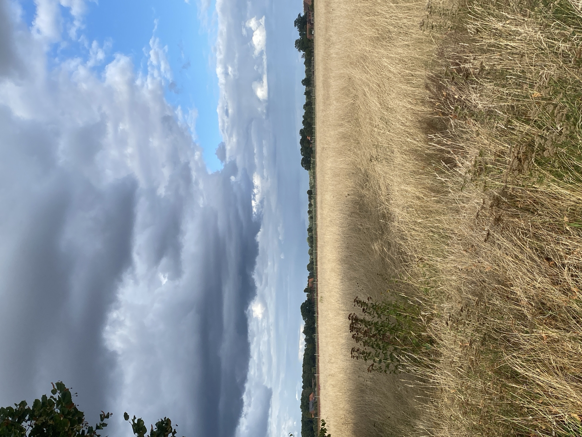 The image depicts a rural landscape in Schwarme, Germany, characterized by a vast field of dry, golden grass in the foreground. A few small bushes with reddish-brown foliage are interspersed within the tall grass. In the middle ground, a treeline forms a boundary, beyond which several red-tiled buildings, likely farmhouses, are visible. The background features a dramatic sky with a mix of dark, heavy storm clouds dominating the left side and bright blue sky with scattered white clouds on the right. A tree branch with green leaves is present in the upper left corner of the frame, suggesting the viewpoint is from a wooded area or near a tree. The overall impression is one of impending weather change in a serene, agricultural setting.