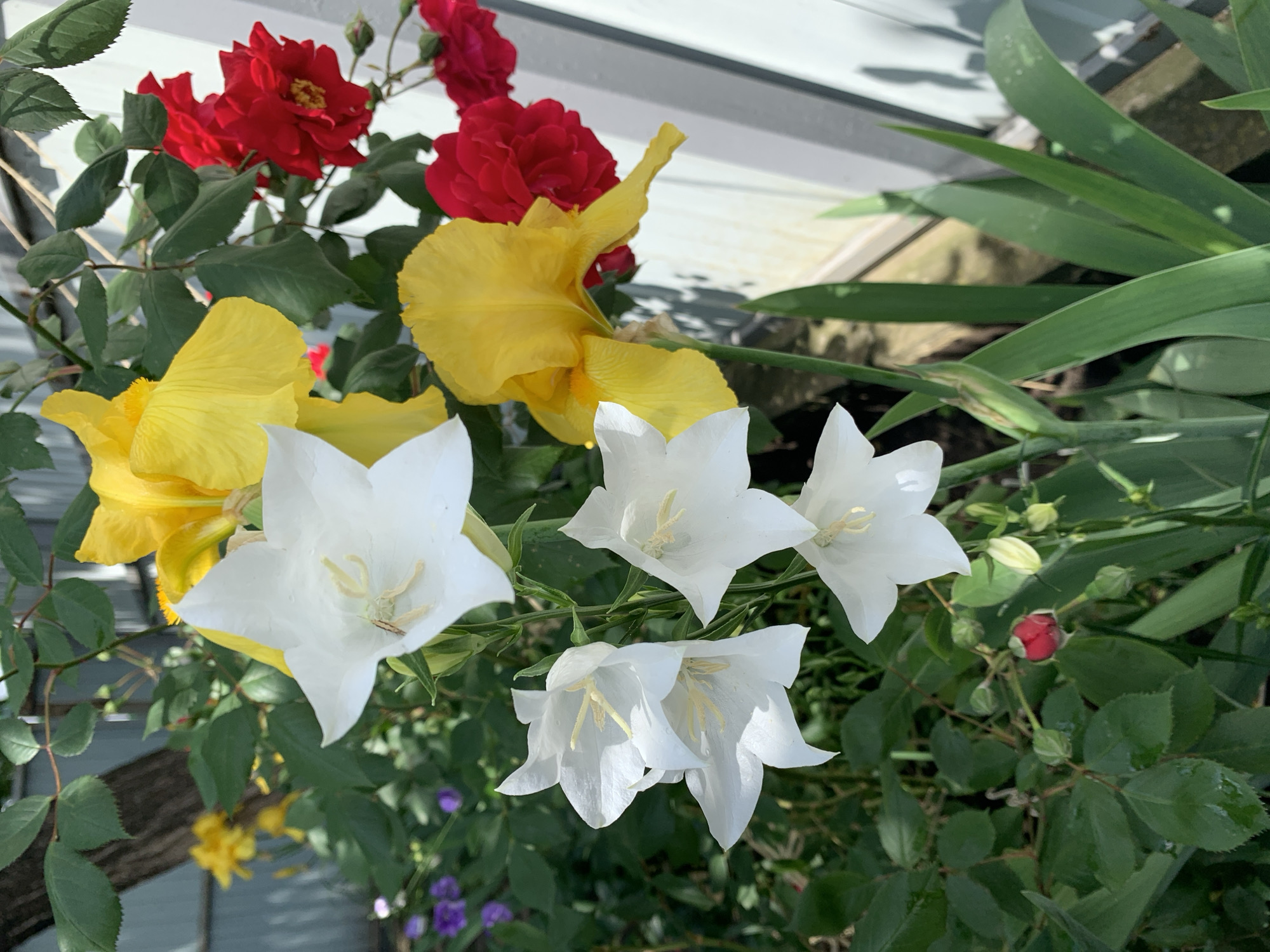 The image shows a garden scene with several types of flowers blooming near a white structure. There are red roses at the top left, yellow iris flowers in the center-top, and white bellflower-like flowers in the foreground. Green foliage fills the background and intermingles with the flowers. A red rose bud is also visible. The location is Unknown, Unknown.