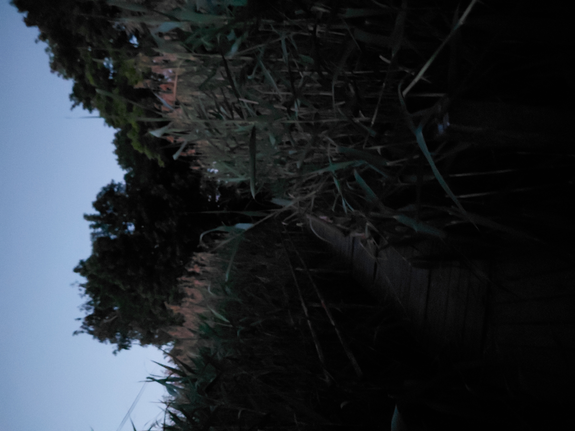 The image depicts a dimly lit, outdoor scene, likely at dusk or dawn, with a clear sky visible in the upper portion. The environment is characterized by dense, tall vegetation, resembling reeds or tall grasses, which dominate the foreground and midground. A wooden pathway, appearing somewhat weathered and narrow, winds through the vegetation. The pathway is flanked by the dense reeds on either side, creating a sense of enclosure. In the background, silhouetted trees are visible against the sky, suggesting a wooded area beyond the reeds. The overall impression is one of a natural, possibly somewhat secluded, setting. The scene does not contain any people or discernable human activity. The location is specified as the city of Ustyvytsia, Ukraine.