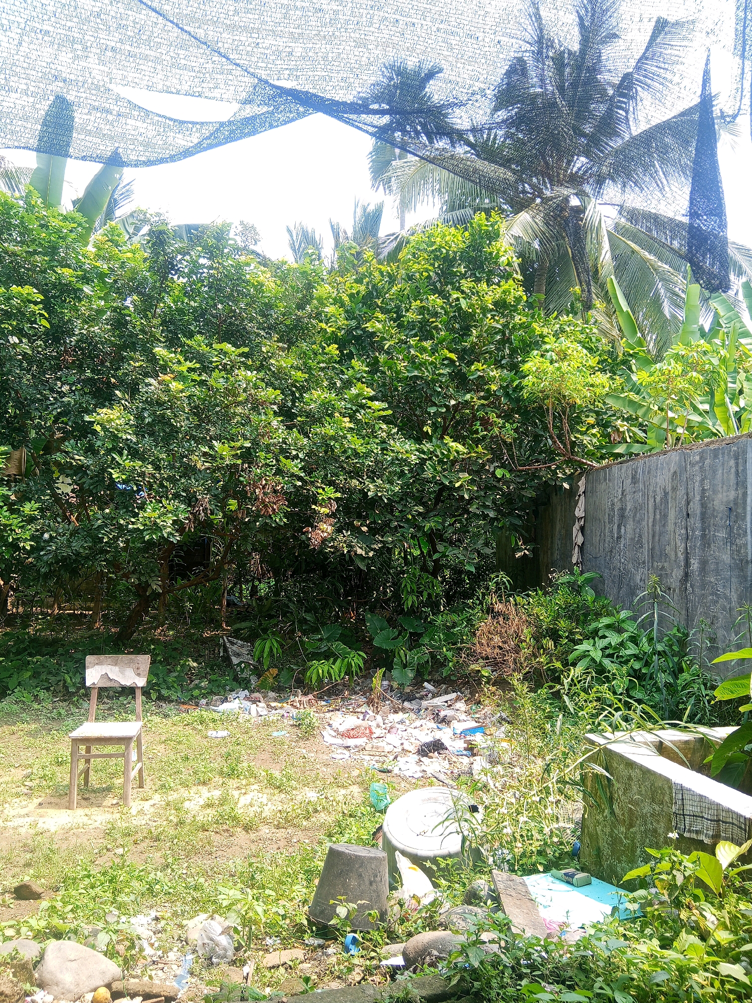 In Jinang Kampung Pansur, Indonesia, an outdoor scene is captured, featuring a desolate yard area. The foreground is dominated by overgrown vegetation and scattered debris, including plastic bags, white plastic sheeting, a blue plastic bottle, and rocks. A small, weathered wooden chair with a faded seat sits in the middle ground, isolated on the dry, patchy ground. Behind the chair, a dense cluster of green trees forms a backdrop, with some drier, brown branches visible. To the right, a rough, concrete wall runs along the edge of the property, partially covered in vines and showing signs of wear. Beyond the wall, more lush vegetation, including banana leaves and palm fronds, is visible, suggesting a tropical environment. A dark-colored bucket and a large white plastic tub are also present in the cluttered yard. The sky above is partially obscured by a fine mesh netting, casting shadows and creating a diffused light. Coconut palm trees are visible above the trees and wall, further indicating the location's tropical setting.