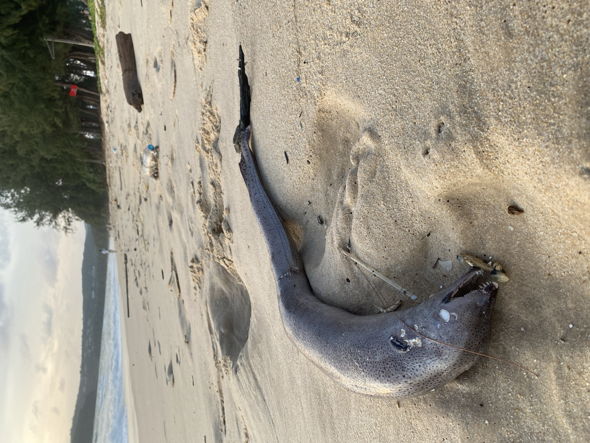 On a sandy beach in Choeng Thale, Thailand, lies a dead, eel-like fish. The fish is light gray with a darker gray tail fin. Its mouth is open, revealing sharp teeth. Small pieces of debris, including twigs and bits of plastic, surround the fish. The beach stretches towards the ocean, with trees lining the shoreline. A piece of driftwood and a discarded plastic bottle are also visible on the sand. The scene is undisturbed.