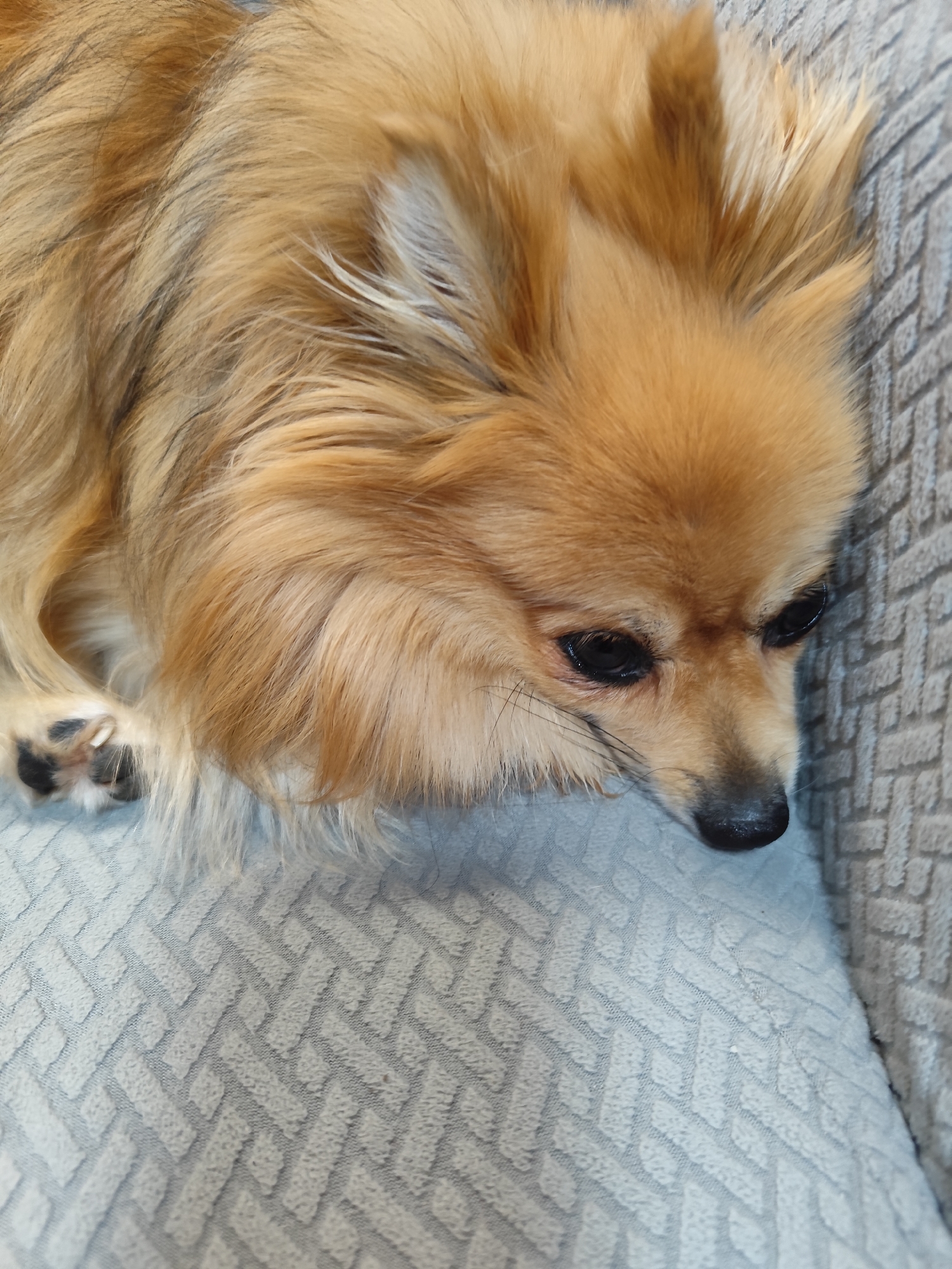 This is a close-up, eye-level, vertical shot of a tan Pomeranian dog lying on a textured, light gray couch. The dog's head is slightly lowered, with its brown eyes looking downward and to the left. Its black nose is visible. The dog's fur is fluffy and a mix of tan and lighter shades, with some darker strands visible. Part of its front paw with black paw pads is visible on the left side of the frame. The couch fabric has a raised, geometric pattern. The background consists of the couch and what appears to be a slightly darker, textured surface on the right. The location of Montana, Bulgaria is not evident from the image itself.