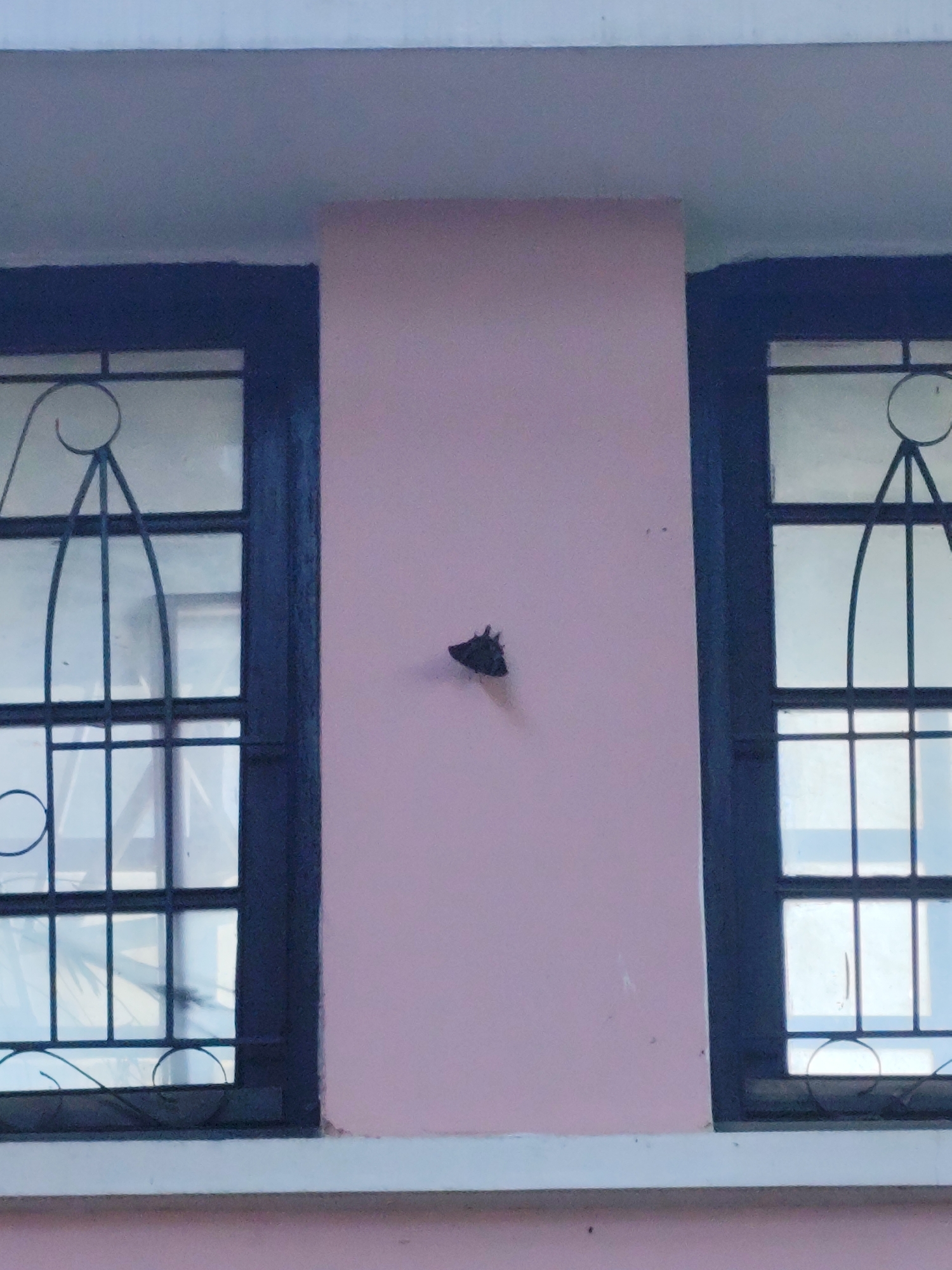 A close-up, eye-level shot features a moth with dark coloration attached to a pale pink exterior wall. The moth is positioned centrally in the frame, slightly to the left of a dark-framed window on the right. Another identical window is visible on the left side of the image, and both windows have decorative black wrought iron grates. The building appears to be a house in Dalat, Vietnam, with a light blue overhang visible at the top of the frame.