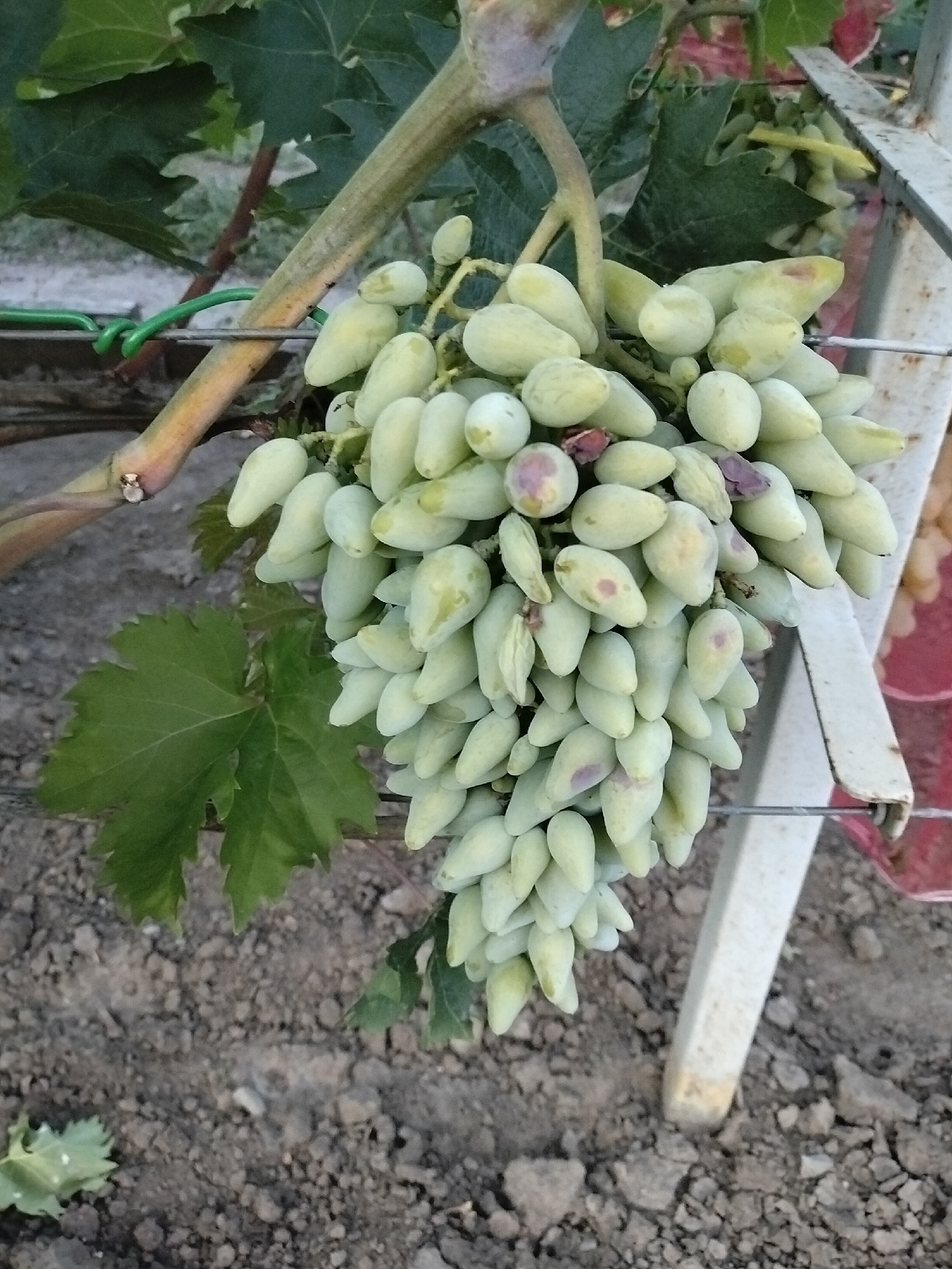 A bunch of pale green, elongated grapes hangs from a vine, supported by a metal trellis. The grapes are clustered together, with some showing slight purplish blush marks. The background consists of dry, rocky soil and a few green grape leaves. The image appears to be taken outdoors during the day. This image was taken in Nizhnedonskoy, Russia.