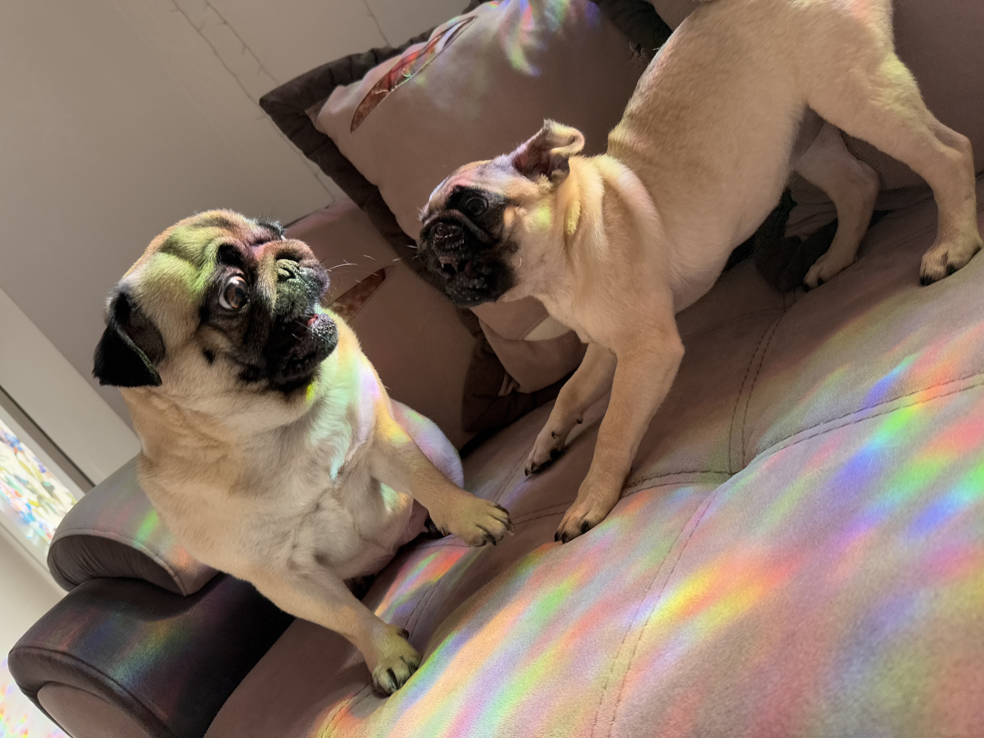 Two fawn-colored pug dogs are positioned on a light-colored sofa, bathed in numerous colorful rainbow light patterns. The scene appears to be an indoor setting, likely a living room, with cushions visible in the background.
The pug on the left is seated on the sofa, looking intently towards the right, its large, dark eyes wide and reflecting the vibrant light. Its face and body are dappled with green, yellow, orange, and red hues from the projected rainbows.
The second pug, on the right side of the frame, is standing or partially crouched on the sofa, facing the first pug. Its head is turned towards the left, and its mouth is slightly open, revealing a hint of teeth, suggesting an engaged or playful interaction. This pug's back and legs are also covered in scattered rainbow light, predominantly green, blue, and purple.
The sofa itself is a soft, light tan or beige color, and its textured surface is extensively covered in streaks of multicolored light, creating a bright and whimsical atmosphere. The rainbow patterns are distinct, suggesting direct sunlight passing through a prism or decorative window film. The lighting is bright, indicating it is daytime. There is no visible text in the image.