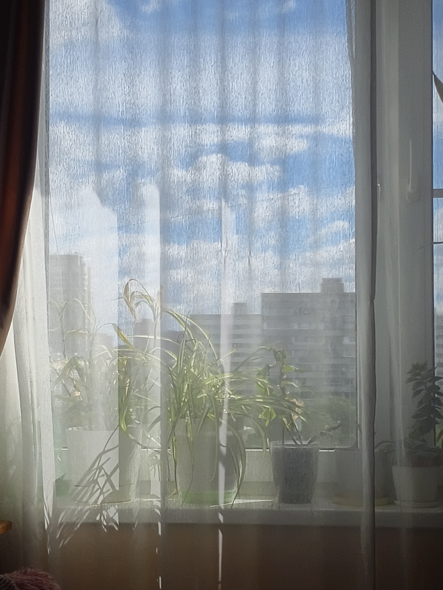 The media file depicts a view through a sheer white curtain from inside a room, looking out a window. The curtain is translucent, allowing the bright daylight and sky to be visible through it, creating a soft, diffused effect. The sky is a vibrant blue, with scattered white clouds that appear illuminated by the sun.
Outside the window, a city skyline is visible, characterized by apartment buildings. The buildings are rendered in soft focus due to the curtain and the distance. Some of the buildings appear taller than others, suggesting a dense urban environment.
On the windowsill inside the room, several potted plants are arranged. These plants have long, slender green leaves and are in various white and grey pots. The sunlight streaming through the window casts distinct shadows of the plants and their leaves onto the windowsill and the wall below, creating a graphic and artistic pattern. The presence of these indoor plants suggests a residential setting, likely a home or apartment.
A dark brown curtain is partially visible on the left side of the frame, framing the view to the left. The overall lighting suggests it is daytime, likely mid-morning or afternoon, given the brightness of the sky and the intensity of the sunlight. The weather appears clear and sunny. The scene evokes a sense of calm and domestic tranquility, with the natural light and greenery bringing life into the interior space. There is no visible text in the image. The location context of Khimki, Russia, indicates this is a view of a Russian cityscape.