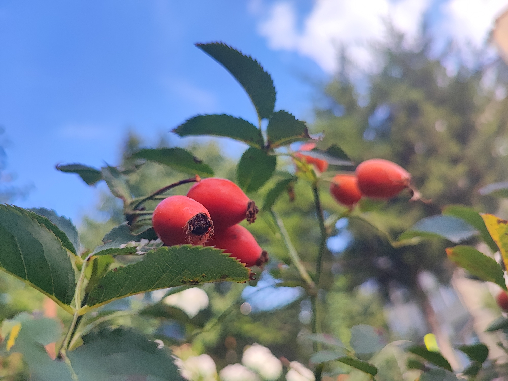 A close-up, low-angle outdoor photograph captures a branch of wild rose hips against a bright blue sky with scattered white clouds. The foreground is dominated by several ripe, red rose hips, some clustered together, with their characteristic brown, hairy calyx remnants visible. Dark green, serrated leaves of the rose bush are also in sharp focus, interspersed with the berries. The background is softly blurred, showing a suggestion of green foliage and possibly trees, indicating a natural or park-like setting. The lighting suggests a sunny day. The image was taken in Pyatigorsk, Russia.