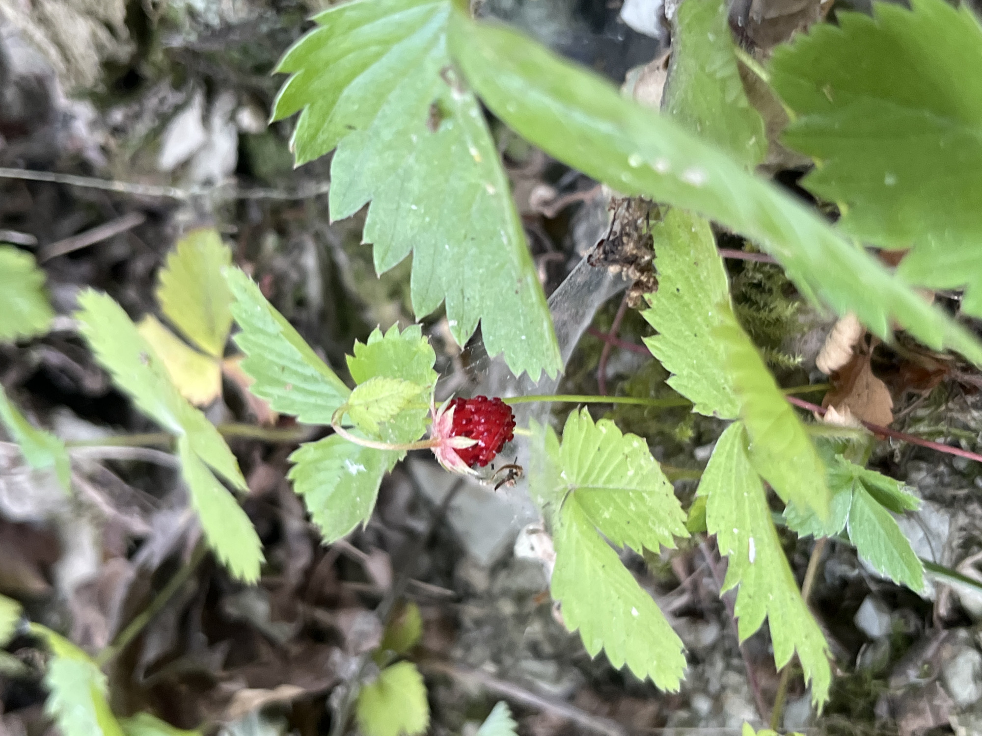 A single, ripe wild strawberry, bright red and slightly textured, hangs from a delicate stem. It is surrounded by vibrant green leaves, some of which are serrated along the edges. The background is a blur of natural elements, suggesting a woodland or garden setting with earthy tones of brown and gray, and hints of moss. The lighting appears to be natural, casting soft shadows. This image was captured in the vicinity of Saint Vith, Belgium, possibly in a natural or semi-natural outdoor space such as a park or forest edge.
