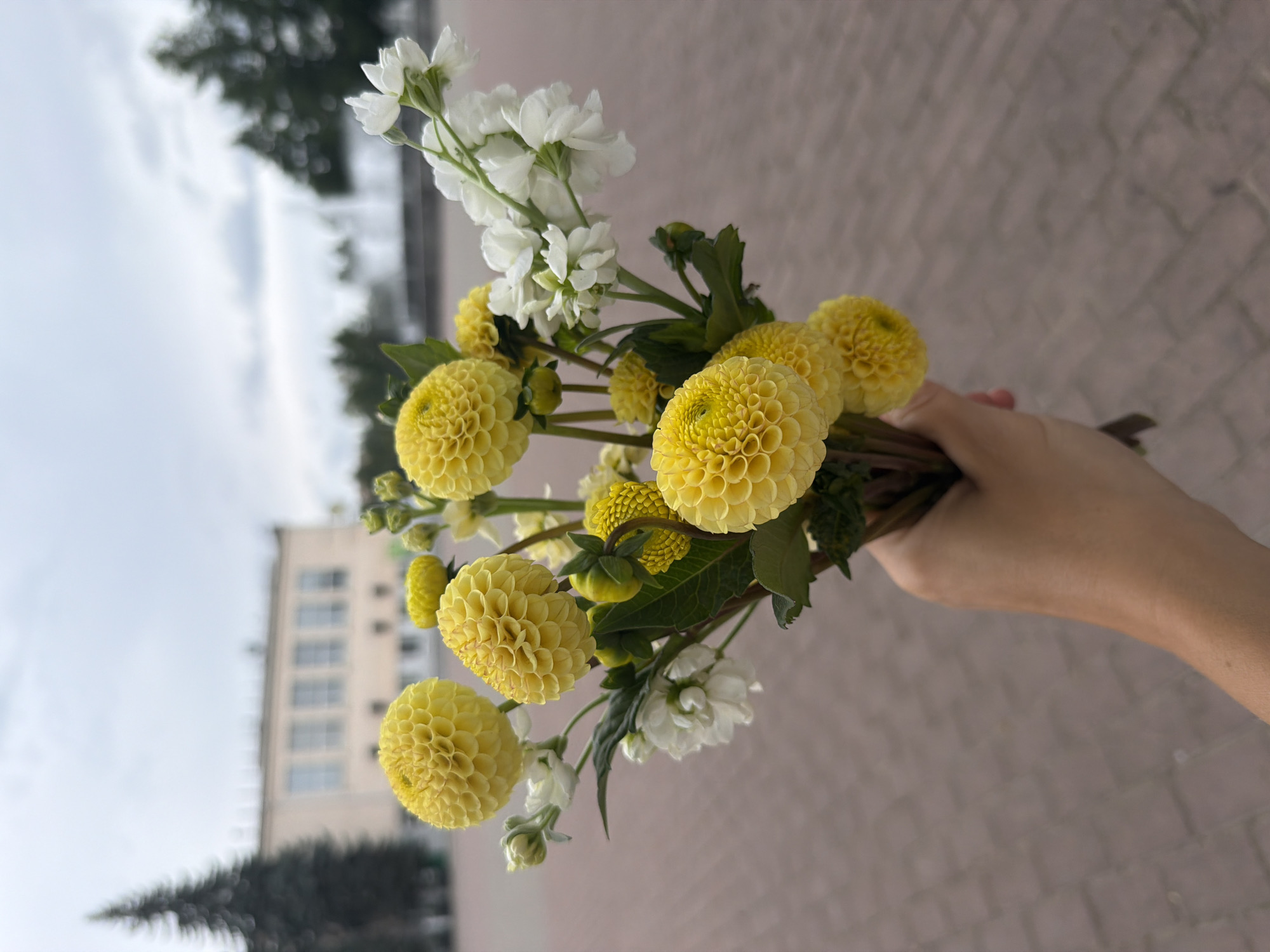 A hand holds a bouquet of yellow dahlia flowers and white stock flowers outdoors. In the background, a building with windows and a tall evergreen tree are visible. Further in the distance, trees and a fountain can be seen. The ground is paved with reddish-brown brick-like tiles. The sky is overcast. The scene is likely in Chaikovsky, Russia, given the architectural style of the building and the presence of a fountain, common in Russian city parks.