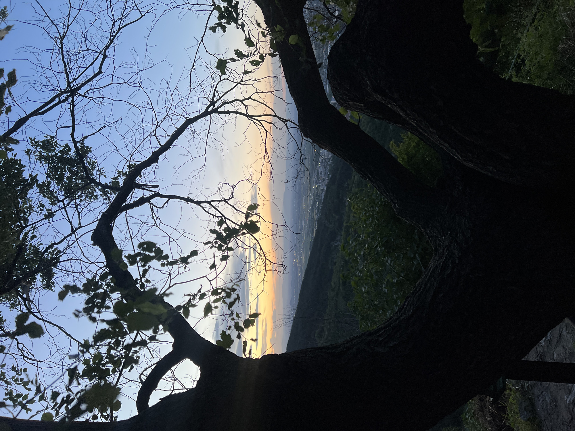 The image shows a view from what appears to be a high vantage point overlooking a city, likely Asenovgrad, Bulgaria, given the request. The foreground is dominated by a large, dark tree trunk and branches, both with and without leaves. Some branches extend into the sky, partially obscuring the view.
The sky displays a gradient of color, transitioning from blue at the top to an orange-yellow glow near the horizon, suggesting either sunrise or sunset. Below the horizon line, a town or city is visible, with scattered lights indicating buildings and streets. The landscape includes hills or mountains, covered in greenery.