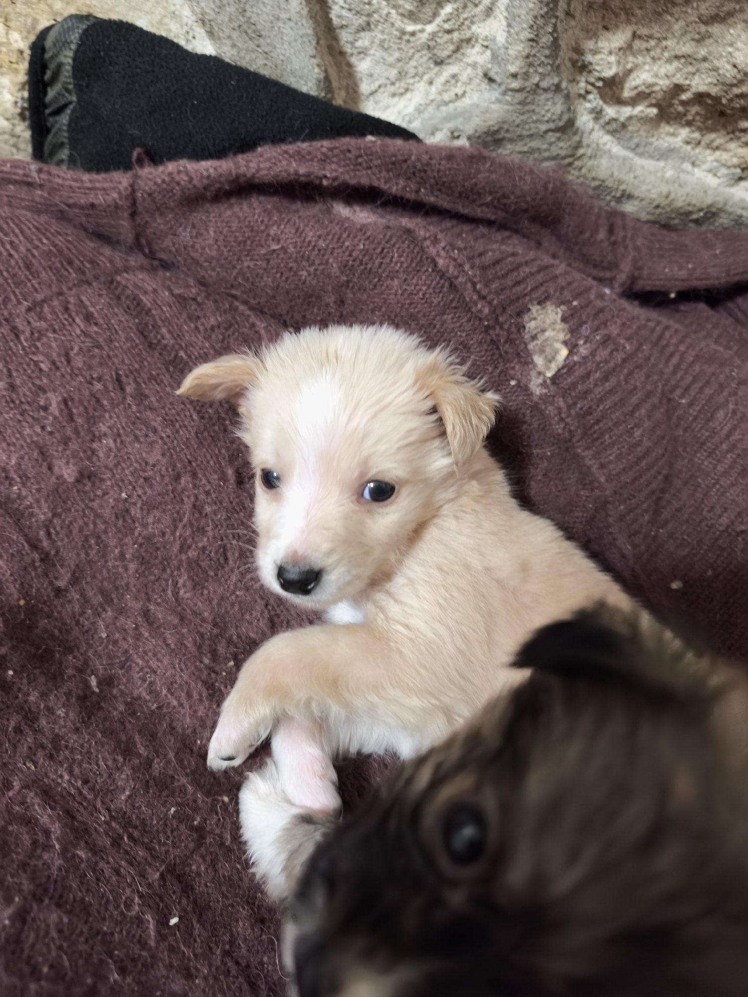 A close-up, medium shot depicts a light tan puppy lying on a brown knitted garment. To the left of the puppy, there is a black article of clothing. The background includes a rough, light gray wall. A blurred, dark brown puppy is partially visible in the lower right corner. The location is potentially Avren, Bulgaria.