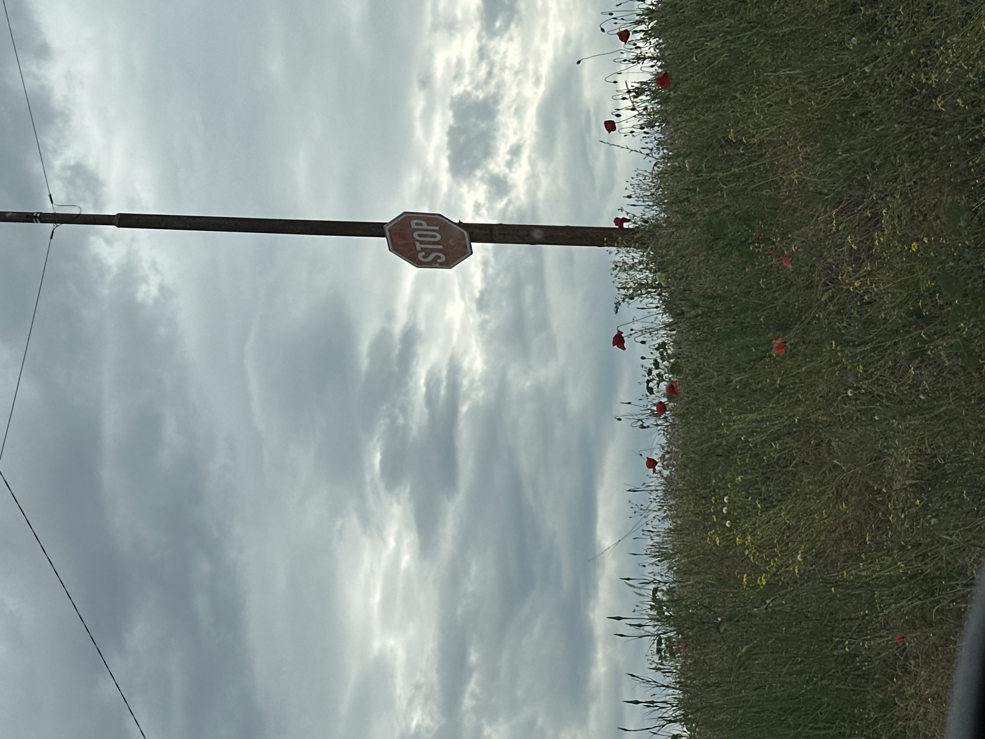 The image shows a horizontal metal bar with a stop sign attached. The background is a cloudy sky and a field of tall grass and wildflowers, including poppies. A power line is visible on the left. The location is unknown; there is no information in the image to indicate that it is in Sofia, Bulgaria.