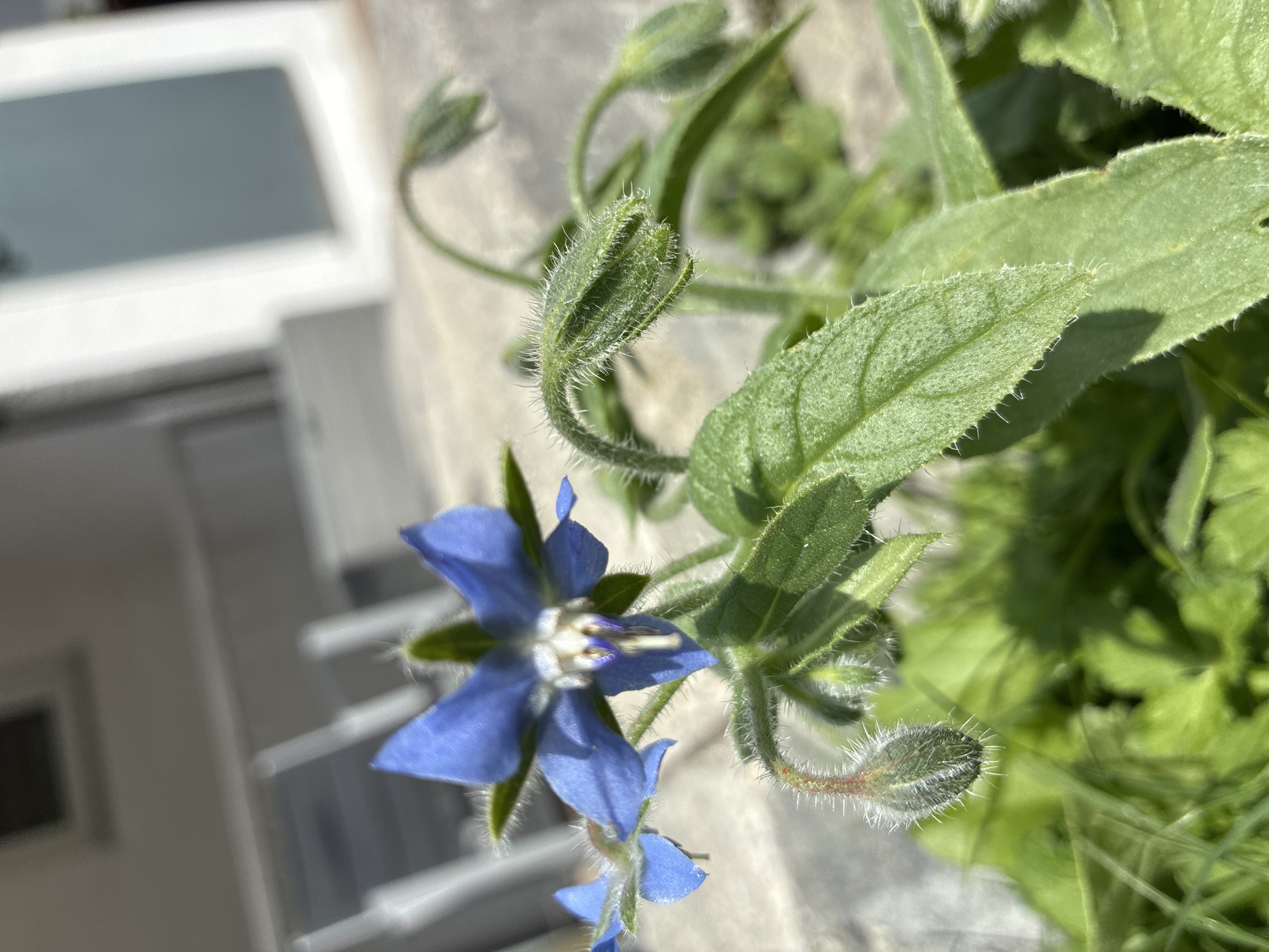 This is a close-up, eye-level, outdoor, natural light photograph of a borage plant in bloom. The main subject is a star-shaped blue flower with a prominent white and purple stamen. The flower is surrounded by green, hairy leaves and developing flower buds. The background is blurred, but appears to be a grey, textured surface, possibly a concrete patio or path, with some green foliage in the foreground. The overall impression is one of a sunny day in a garden setting. No people are present in the image. The location is identified as Bad Hersfeld, Germany.