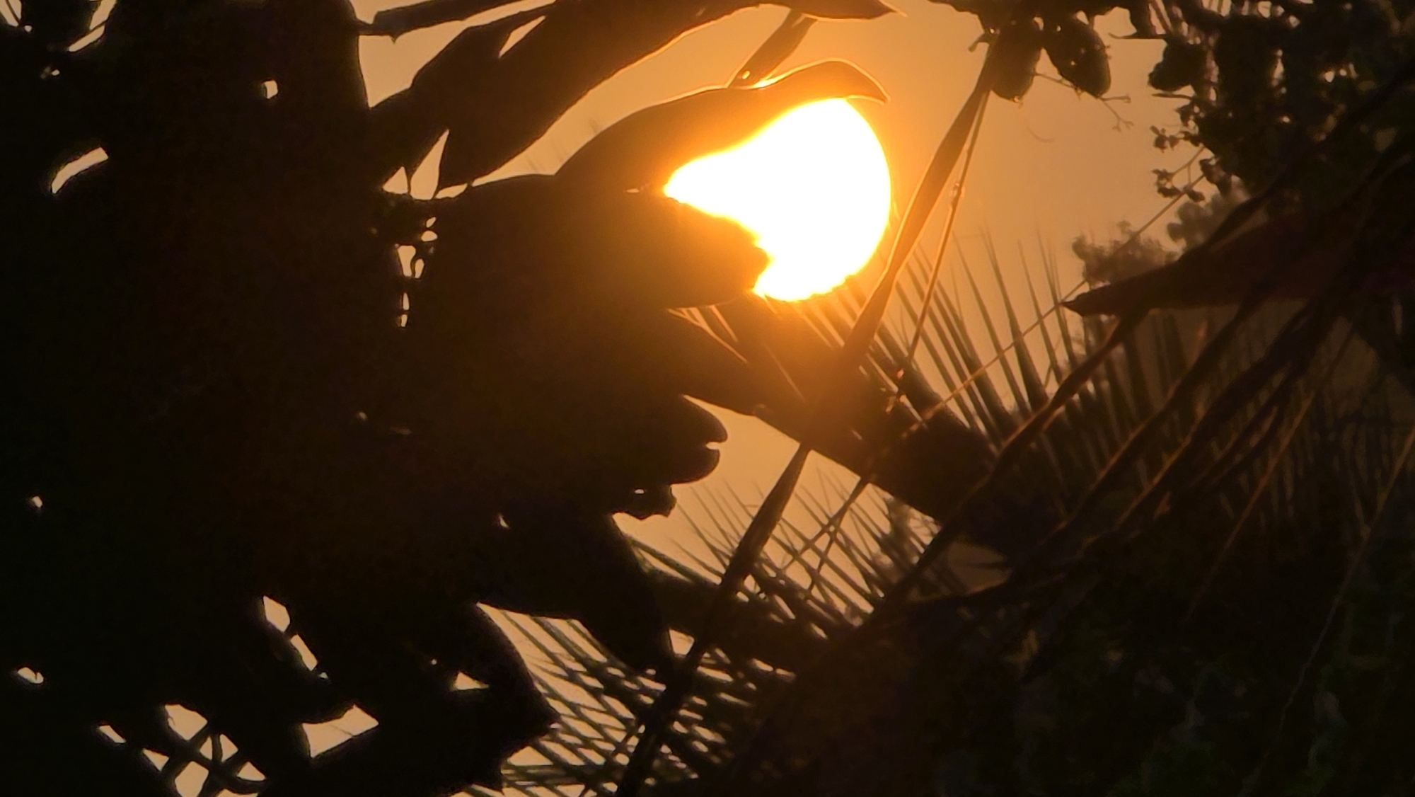 The image shows a view of the sun setting through trees, possibly taken in the Bac Natural Heritage Area Trang, Vietnam. The leaves are silhouetted in the foreground. The sun is a bright, central point, partially obscured by leaves. The sky is a light orange color, indicating a sunset. The vegetation appears dense and tropical.