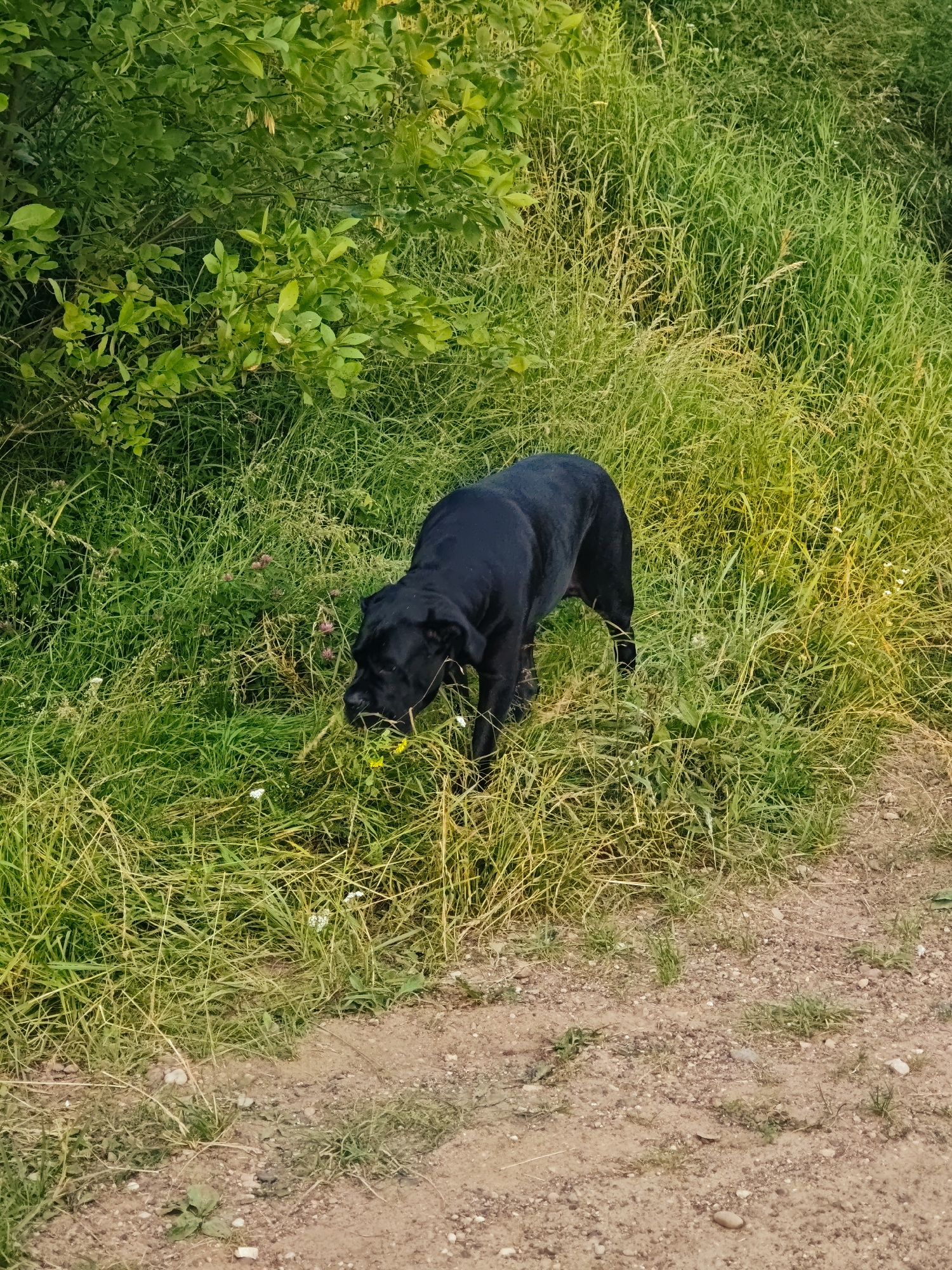 A medium shot captures a black dog standing in tall green grass, with its head lowered to sniff at some small yellow flowers. The dog appears to be a Labrador Retriever or a similar breed, with a muscular build and short, sleek fur. Its tail is not visible in the frame, but its posture suggests it is focused on the ground.
The setting is a natural outdoor environment, likely a meadow or field, with lush green vegetation dominating the scene. The grass is dense and varied, with some taller stalks interspersed with shorter blades. A few scattered wildflowers, including the yellow ones the dog is investigating and some small pink and white blossoms, add splashes of color to the green expanse. To the left of the frame, a bush with vibrant green leaves provides a backdrop. A dirt path or track runs along the bottom right of the image, suggesting a rural or semi-rural location.
The lighting suggests it is daytime, with the sun casting a warm glow on the scene, particularly on the right side where the grass appears more golden. The light seems to be coming from the right and slightly behind the dog, illuminating the edges of the grass and giving the image a slightly hazy, summery feel. There is no visible text in the image. The overall mood is peaceful and serene, conveying a moment of quiet observation in nature.