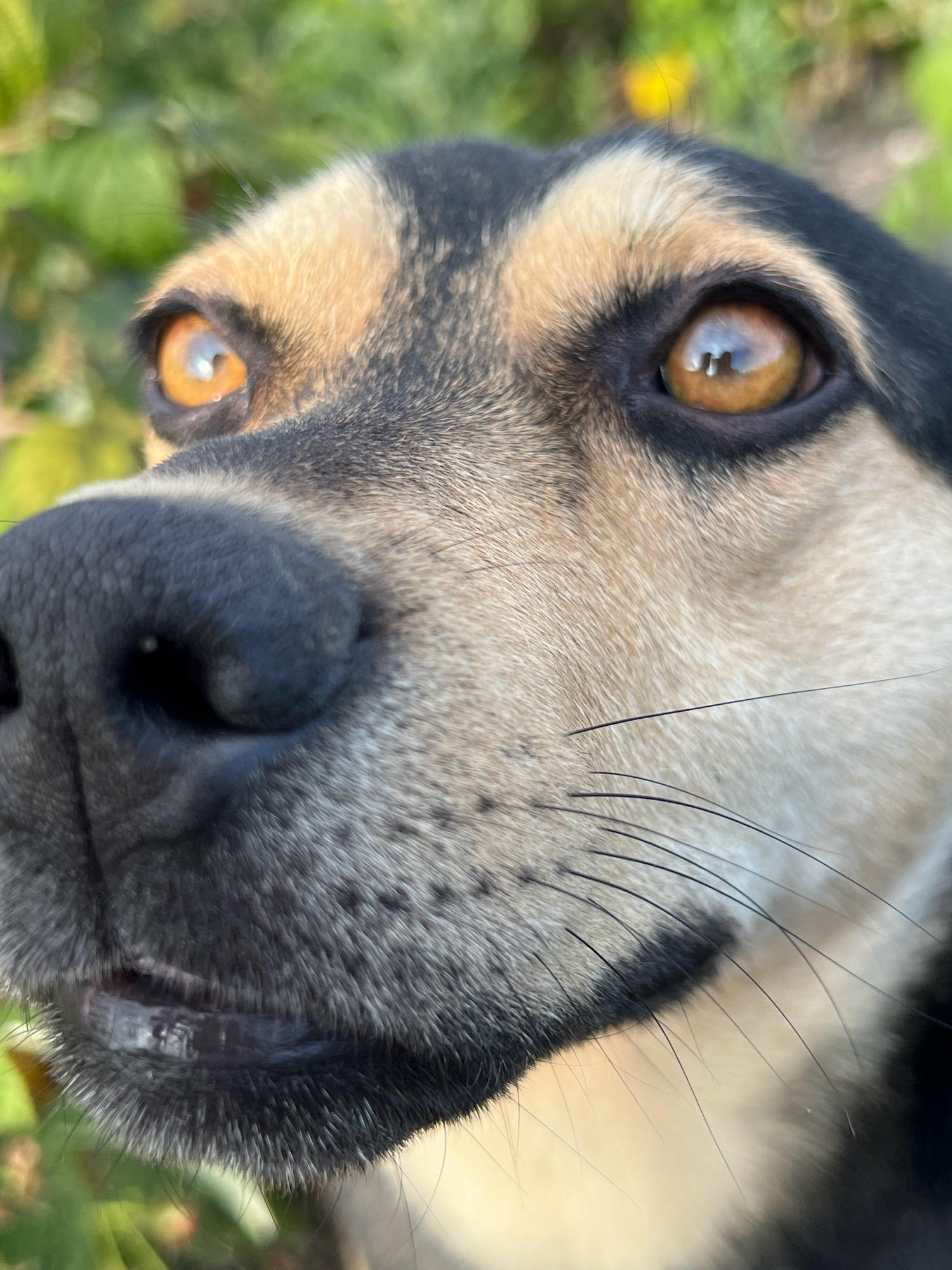A close-up, eye-level, outdoor shot of a dog's face is captured from the chest up, with the dog looking slightly upward and to the left. The dog has amber-colored eyes with visible reflections. Its nose is black and prominent, and its mouth is slightly open, revealing a pink tongue. The dog's fur is a mix of black, tan, and white. The background consists of blurred green foliage. The image was taken in Vertelka, Ukraine.