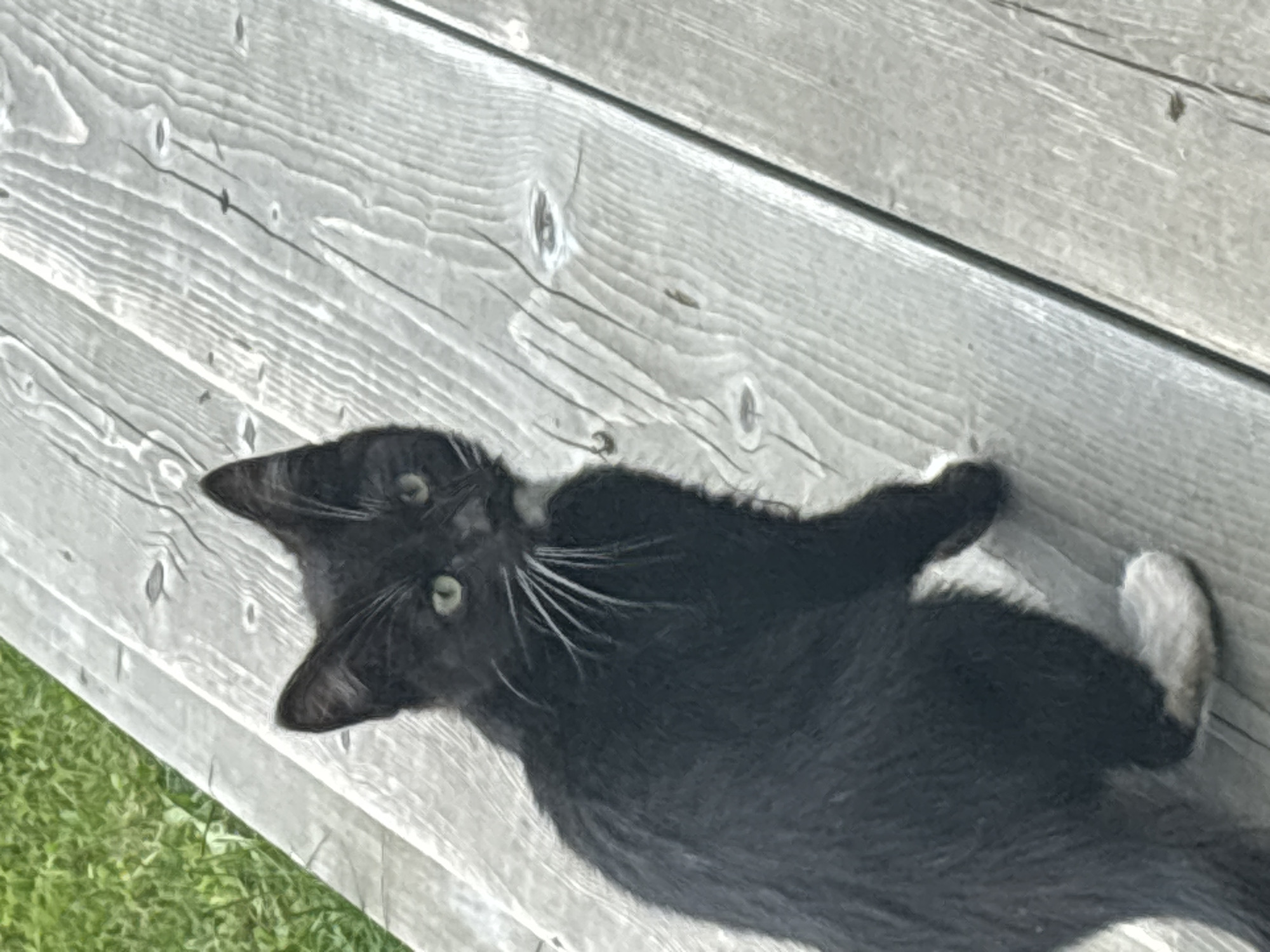 The image shows a black and white kitten with green eyes sitting on a wooden surface. The kitten is looking towards the camera. The wooden surface appears to be a weathered deck or table. In the background, there is green grass. The scene is set outdoors. There is no information in the image to suggest a specific location in the city of Zvenigorod, Russia.