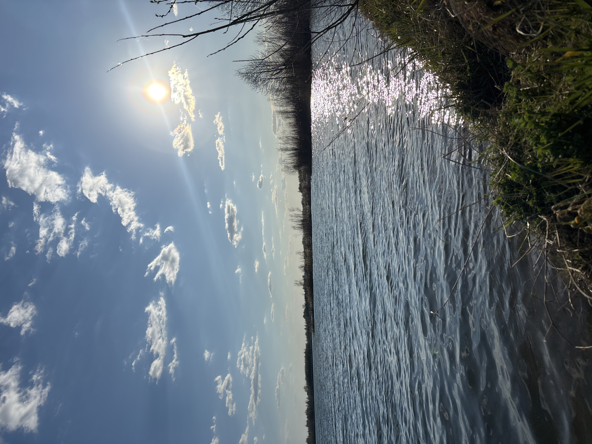 The image depicts a body of water under a clear, bright sky with scattered cumulus clouds. The sun is high, casting a strong glare on the water's surface. A shoreline vegetated with grass and a sparse line of bare trees runs along the right side of the frame. The scene is likely rural or semi-rural, consistent with landscape in Zaosinovo, Russia. There are no visible people, subjects, objects, actions, or interactions besides the natural elements. The environment is bright and sunny, suggestive of a calm day.