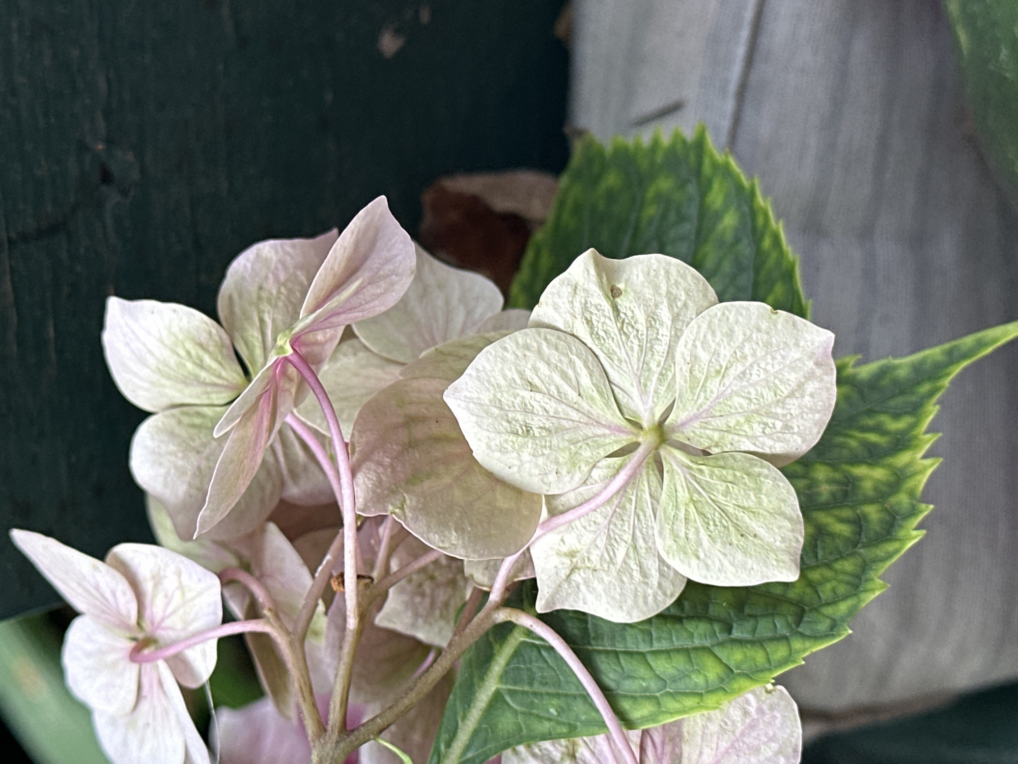 A cluster of pale pink and green hydrangea flowers with prominent veins are in focus, set against a dark green, textured background, likely a painted wooden surface. The flowers are delicate, with some petals tinged with a soft pink hue. The leaves are a vibrant green with serrated edges. The overall lighting is soft, highlighting the textures of the petals and leaves. The image does not contain any people or identifiable landmarks related to Yessentuki, Russia.