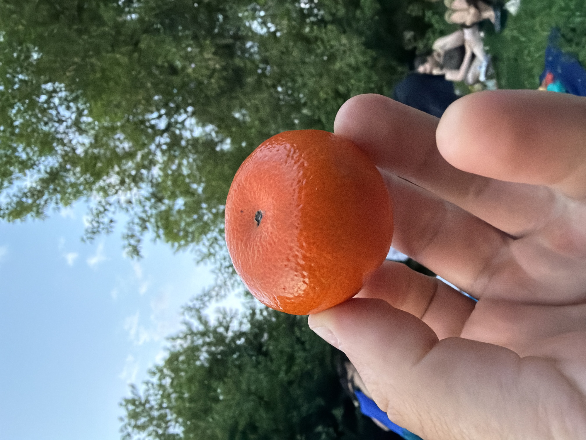 A hand holds a tangerine against a backdrop of trees and sky. In the distant background, indistinct figures appear to be sitting or lying on the grass. The location cannot be determined from the information in the image.