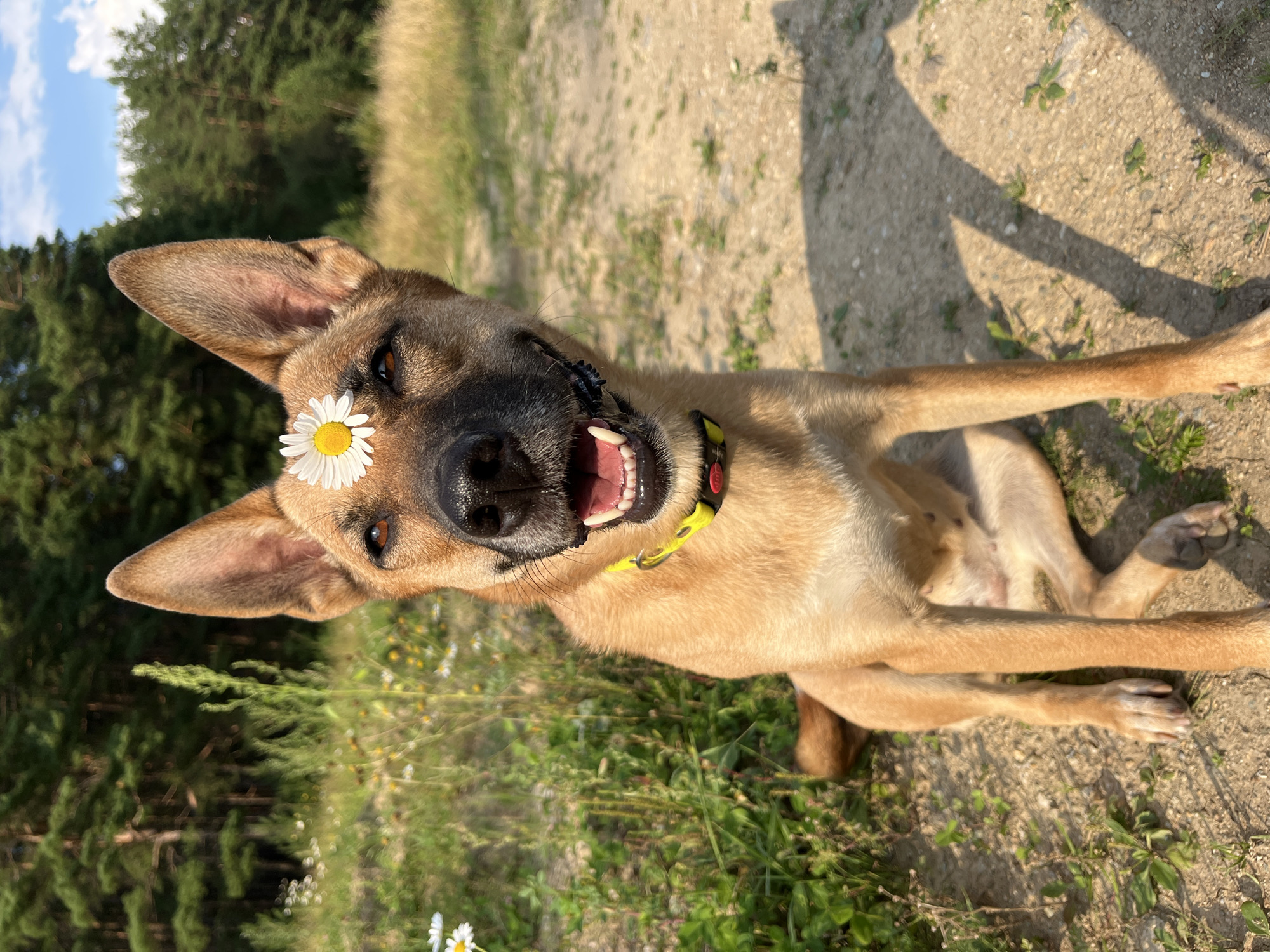 A medium shot of a tan-colored dog with a daisy perched on its forehead sits on a dirt path, looking directly at the camera. The dog's mouth is open, revealing its tongue and teeth, and it wears a yellow collar with a red tag. The background consists of a grassy area with wildflowers and a dense forest of pine trees under a bright blue sky with some scattered clouds. The scene is outdoors in a natural setting, suggesting a park or wooded area. There are no people or explicit indications of the city of Nizhny Tagil, Russia.