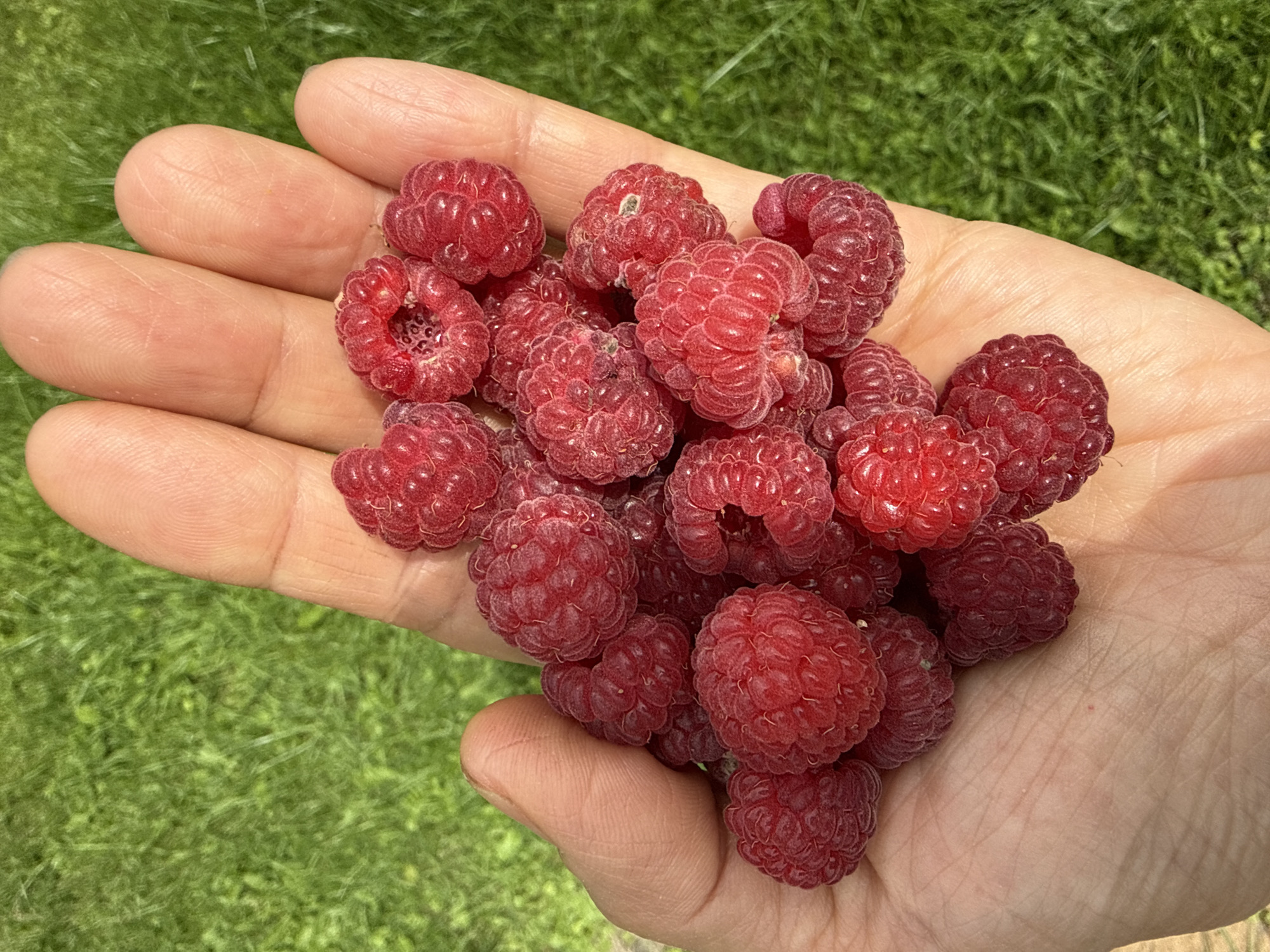 A close-up, overhead shot shows a person's palm and fingers filled with fresh, ripe raspberries. The raspberries are a deep red color and are clustered together. The background is out of focus, showing green grass, suggesting an outdoor setting. The image does not contain information about the location in Petrishchevo, Russia.