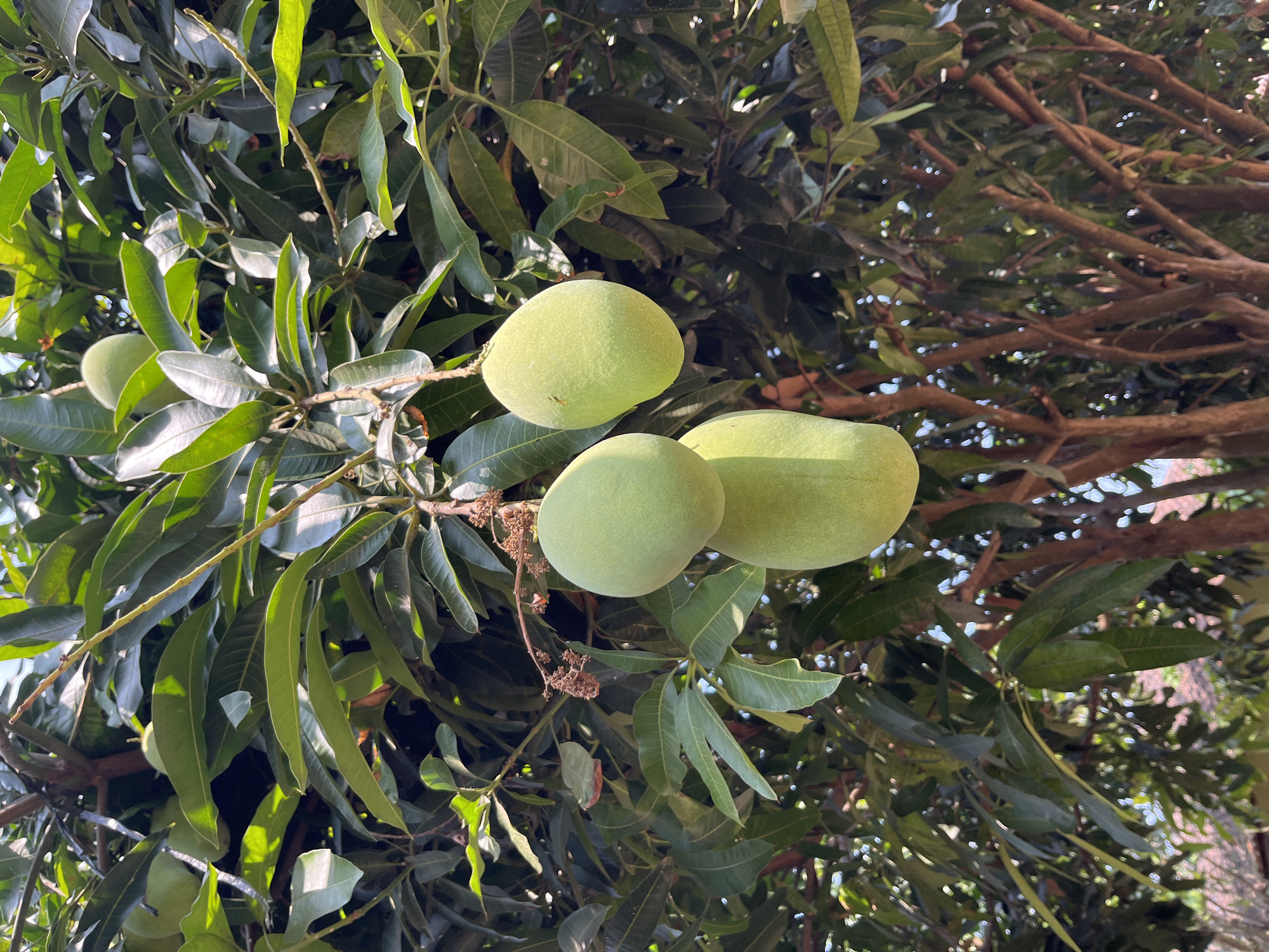 In Glagah Kulon, Indonesia, a close-up, vertical shot captures a mango tree laden with ripening green mangoes. The foreground is dominated by several large, green mangoes hanging from branches, some clustered together, others slightly separated. Their smooth skins are illuminated by sunlight, highlighting their oval shapes. Surrounding the fruit are numerous lush, green mango leaves, many of which are broad and pointed, with some exhibiting a slight sheen. The background reveals the intricate network of the tree's brown branches and thinner stems, creating a dense, leafy canopy. The overall impression is one of abundance and natural growth, set against a backdrop of dappled sunlight filtering through the foliage.