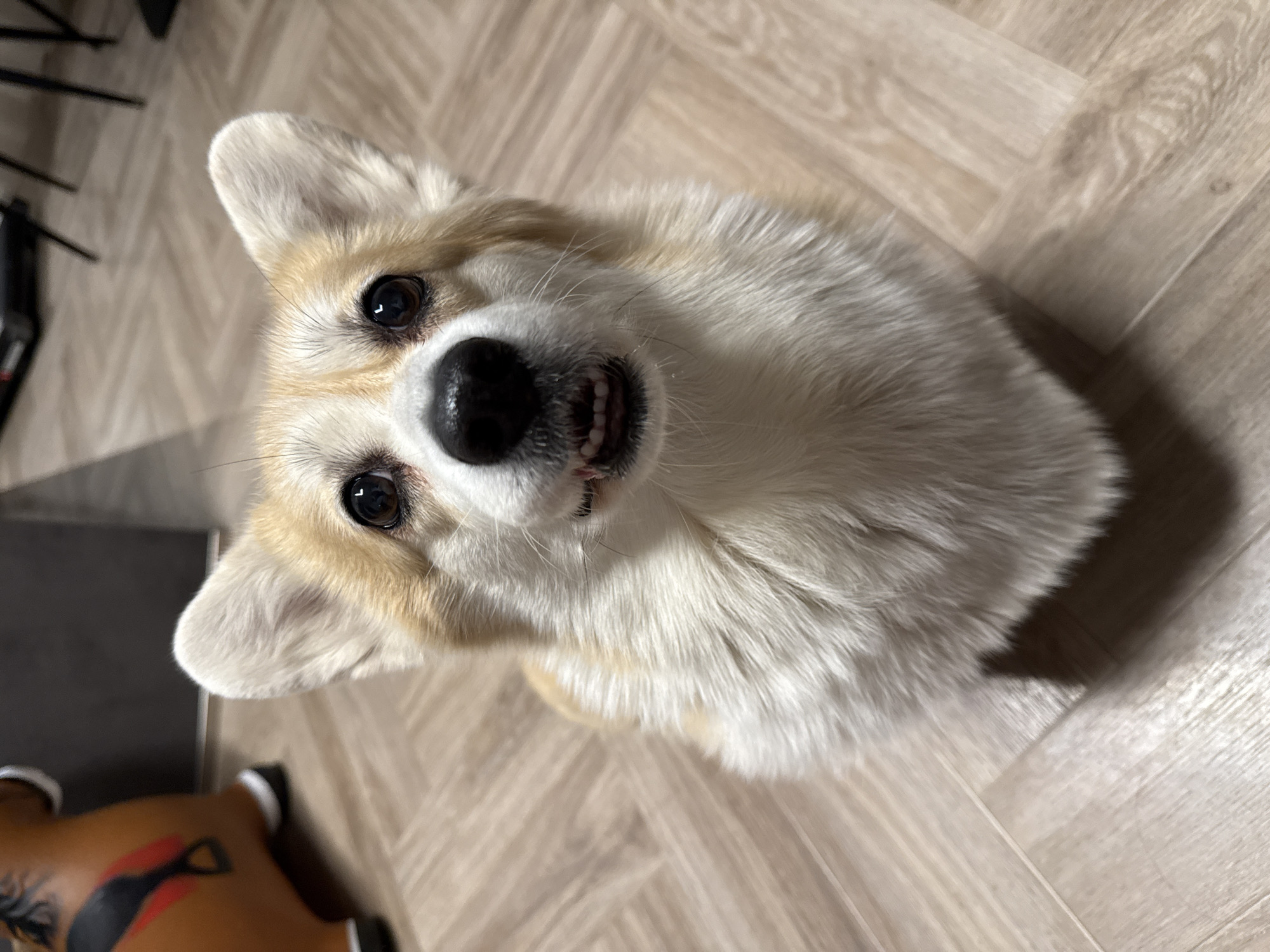 A close-up, high-angle shot of a tan and white Pembroke Welsh Corgi dog. The dog is sitting on a light brown, wood-patterned floor. The dog is looking upwards towards the camera with its mouth slightly open, revealing its teeth. To the left of the dog, a portion of a brown object with red and black markings is visible. In the background, near the top left, there is a black object. The setting appears to be indoors, perhaps in a home. There is no indication of Krasnoyarsk, Russia.