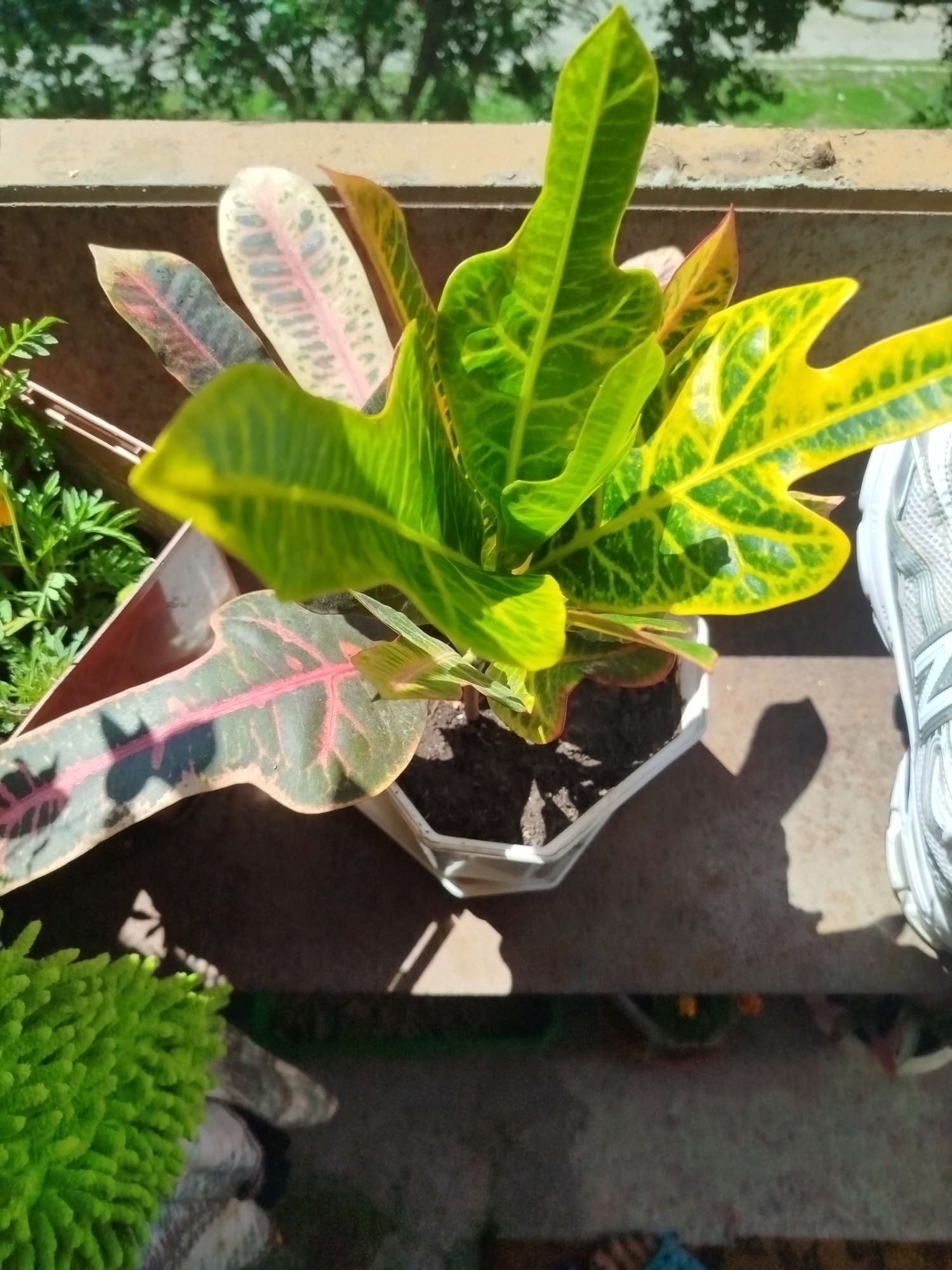 An outdoor, high-angle medium shot shows a potted Croton plant with green and yellow variegated leaves placed on a concrete surface. The plant is in a white plastic pot. To the left of the Croton, another plant with thin green leaves is visible. In the background, a blurred green leafy tree is seen above a brown railing. A white sneaker is visible to the right of the plant. The scene suggests it is daytime with bright sunlight casting shadows. No people are present in the frame. The location is not specified in the image.