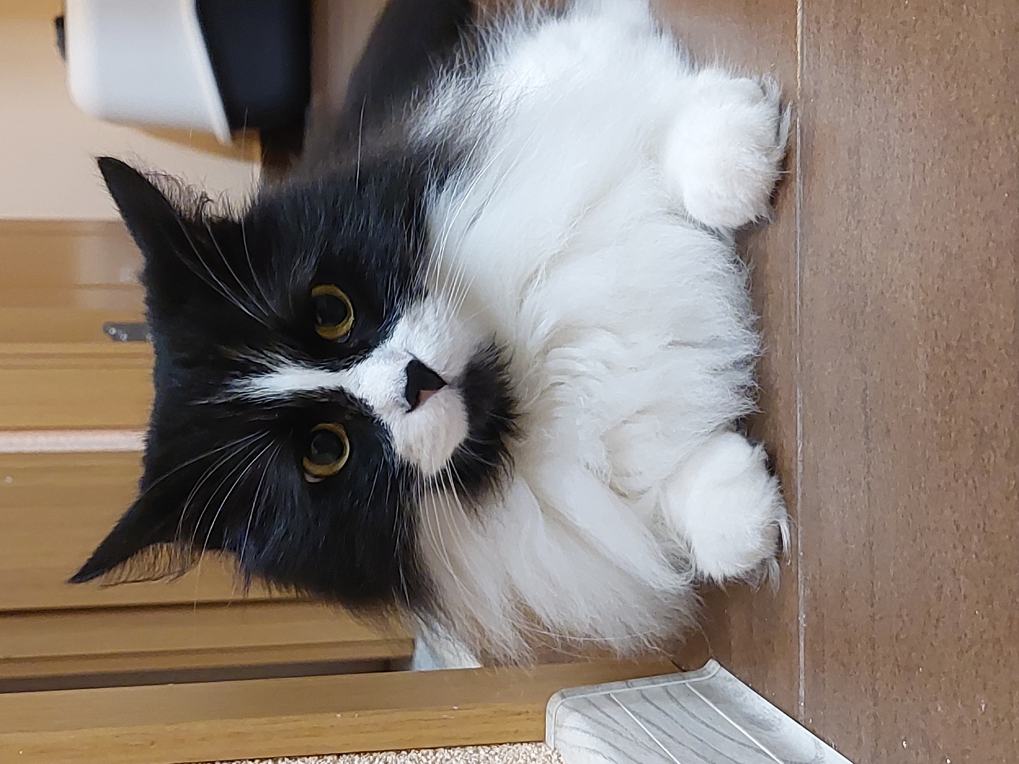 A bicolored domestic long-haired cat, predominantly black on its dorsal side and white on its ventral side, is observed lying prone on a tiled floor within a private residence in Plovdiv, Bulgaria. The feline subject presents with black fur covering its head, back, and upper limbs, contrasting with its prominent white chest, belly, and front paws, which are tucked beneath its body. Its facial features include distinctive yellow-amber irises, a pink nose, and a heart-shaped black marking situated directly below the nose, centrally aligned. Long white whiskers extend from both sides of its muzzle. The ears are pointed and erect. The floor is composed of rectangular, earth-toned ceramic tiles with visible grout lines. In the background, to the left, vertical wooden paneling or a wooden door with a light brown finish is visible, adjacent to a light-colored, possibly carpeted surface and a white baseboard. To the right, in the blurred background, a white and black hooded object, consistent with a pet litter box, is present. No human subjects or interactions are depicted. The scene is illuminated by ambient indoor light, resulting in soft, diffuse shadows.