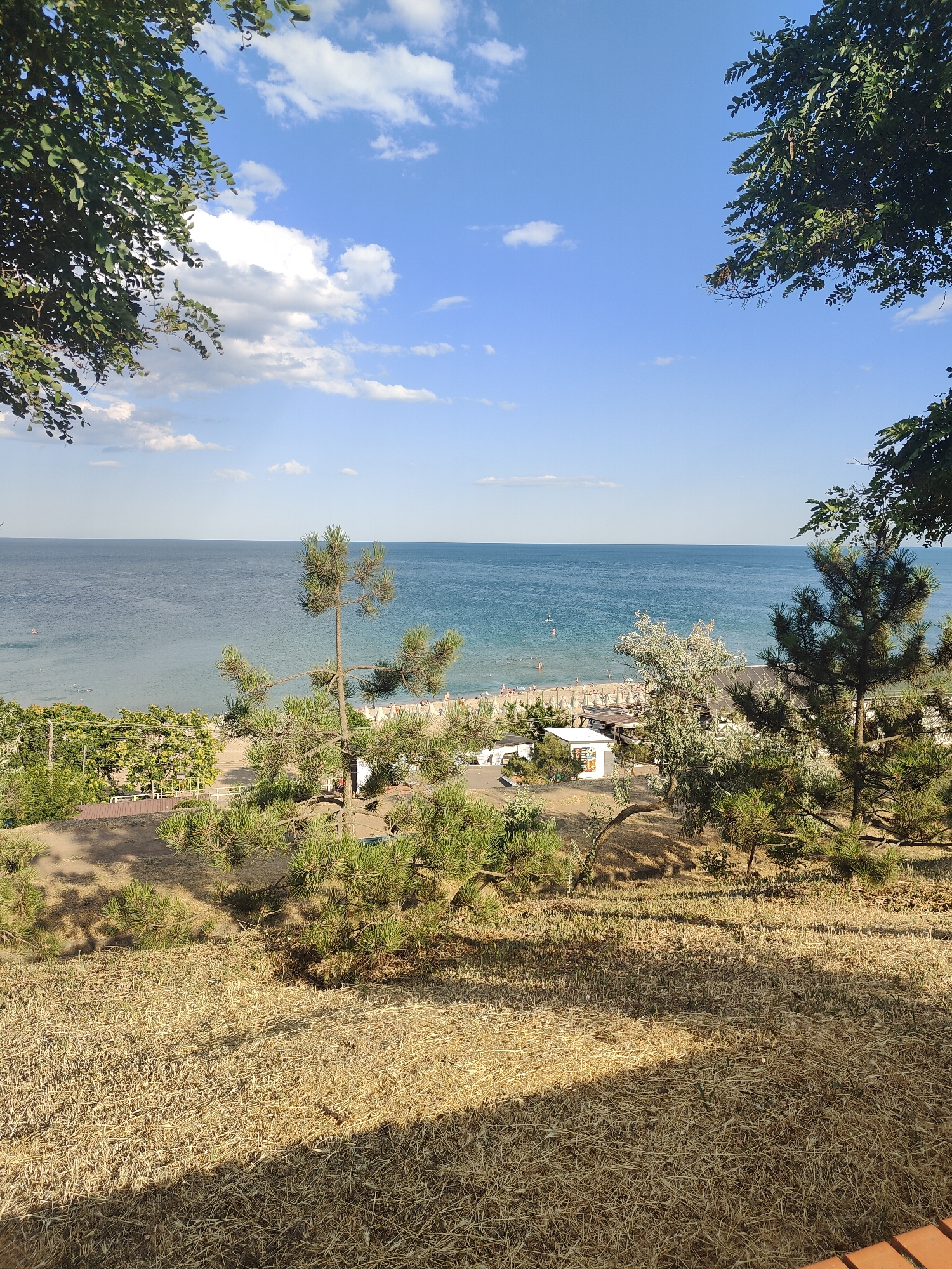 The image depicts a view of the Black Sea coast in Chornomorsk, Ukraine, from a slightly elevated position. The foreground is dominated by dry, golden grass, with shadows of trees cast across it. Several pine trees are visible, with their branches extending into the frame. Beyond the grassy slope, a beach is visible, populated with numerous sunbathers and beach umbrellas. A few low-rise buildings, possibly cafes or changing rooms, are situated on the beachfront. The sea is a calm, blue expanse, with a few small boats and individuals visible in the water. The sky is a clear blue with scattered white clouds. The overall scene suggests a sunny day at a popular seaside resort.